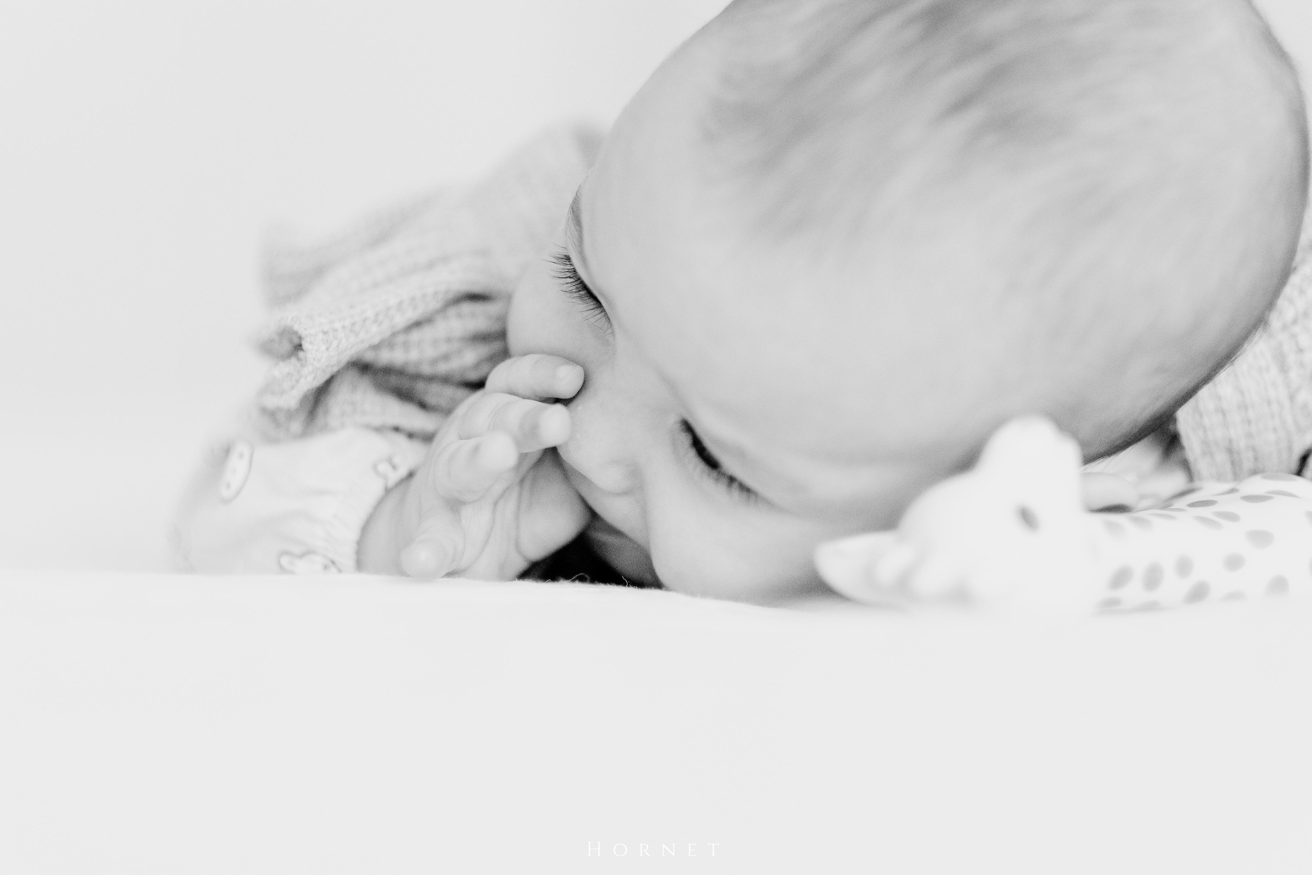 Amelia. Hornetart