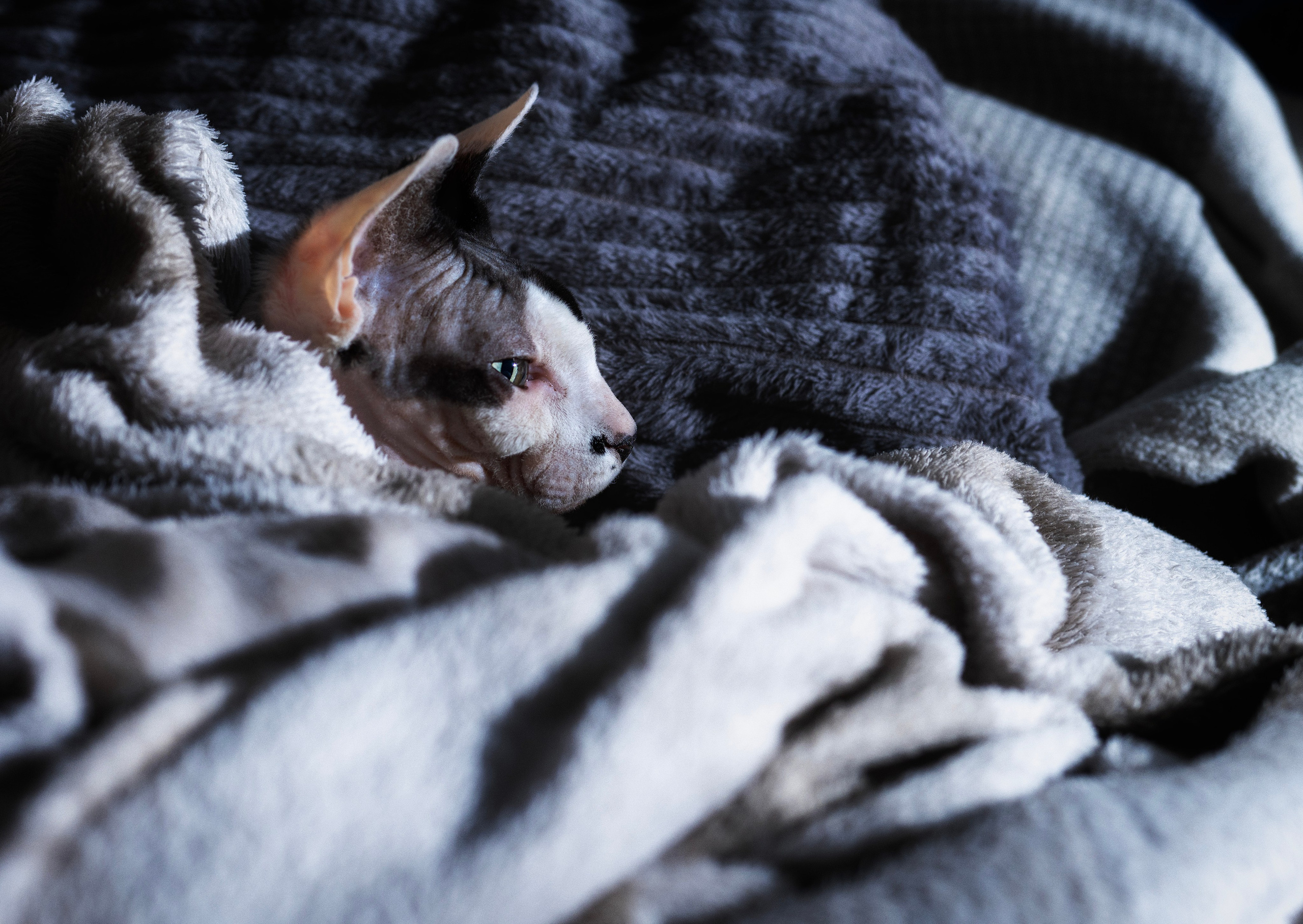 Katzen. LUKIN IGOR Photography