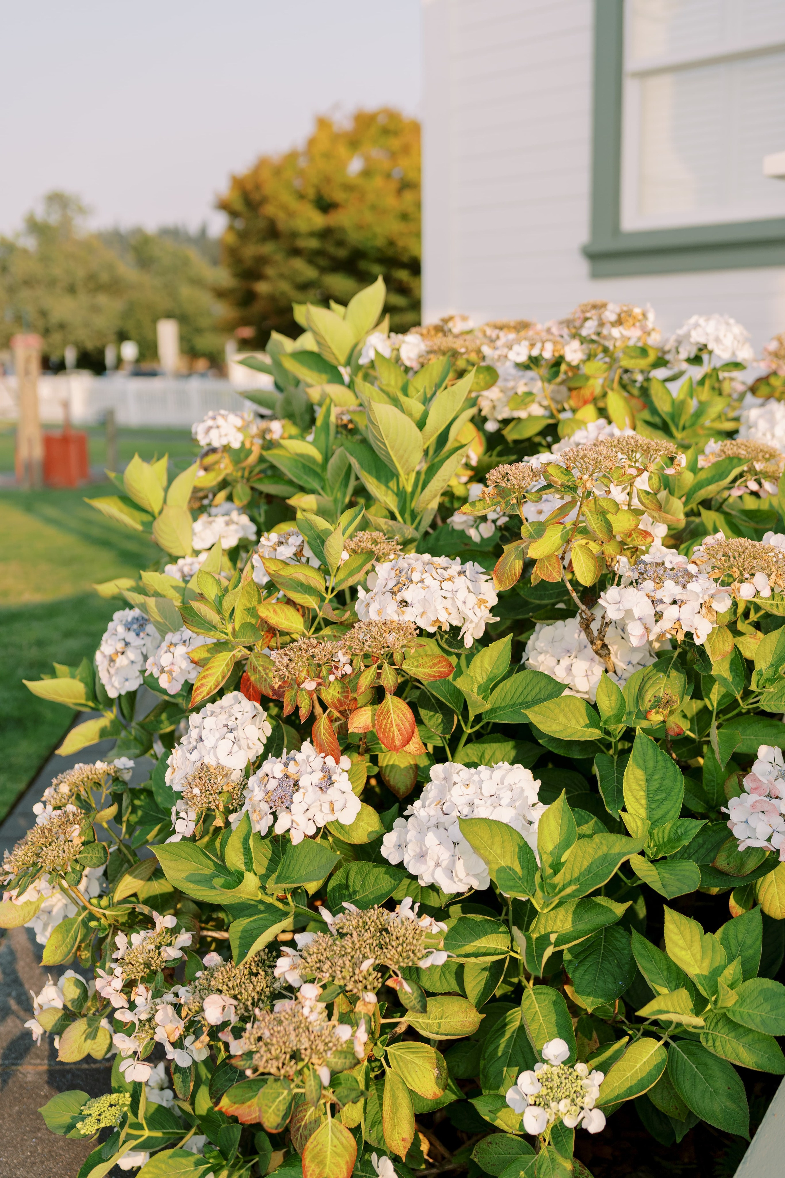 Family photoshoot. Vitalina with her family. August 2024. Lighthouse in Mukilteo. EVAN ARISTOV WEDDING PHOTOGRAPHY — Seattle Wedding Photographer