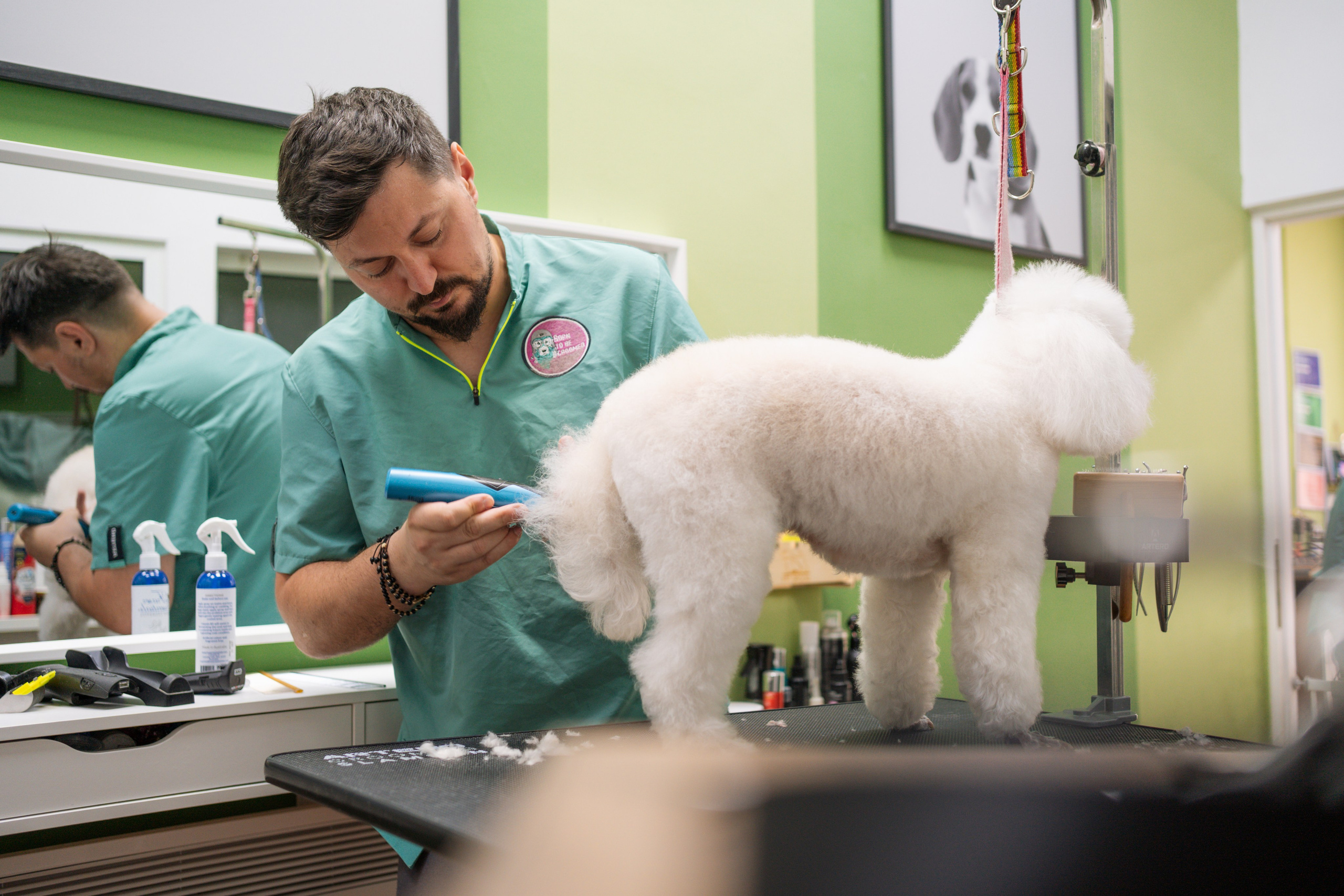 PetGroom Timisoara. Cozac Cristian Photographer