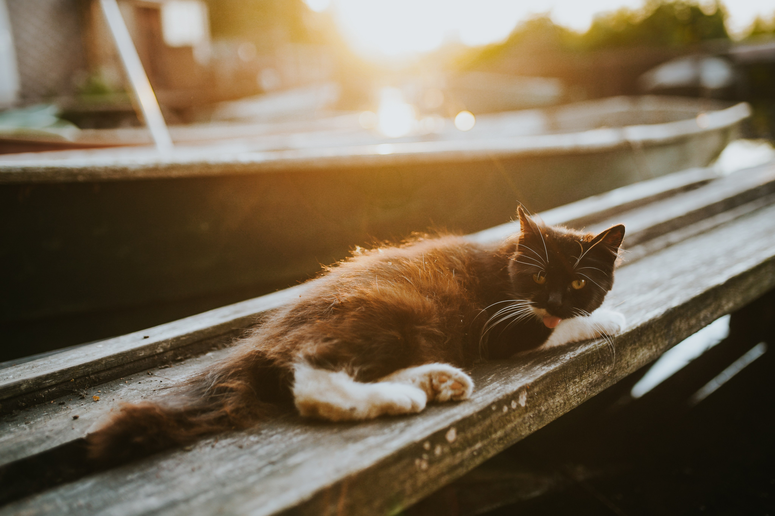 Кот шпедингера. Стрит-фотография, полная абсурда, идиотизма и красоты