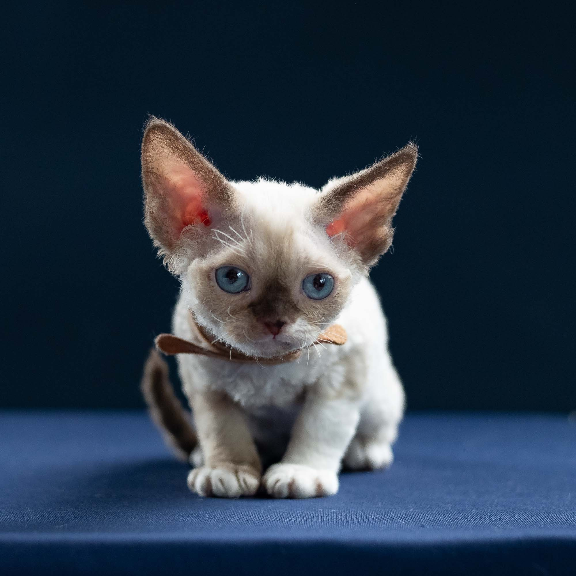 Indy, boy, born 06.01.2025. Devon Rex Pixie Cattery
