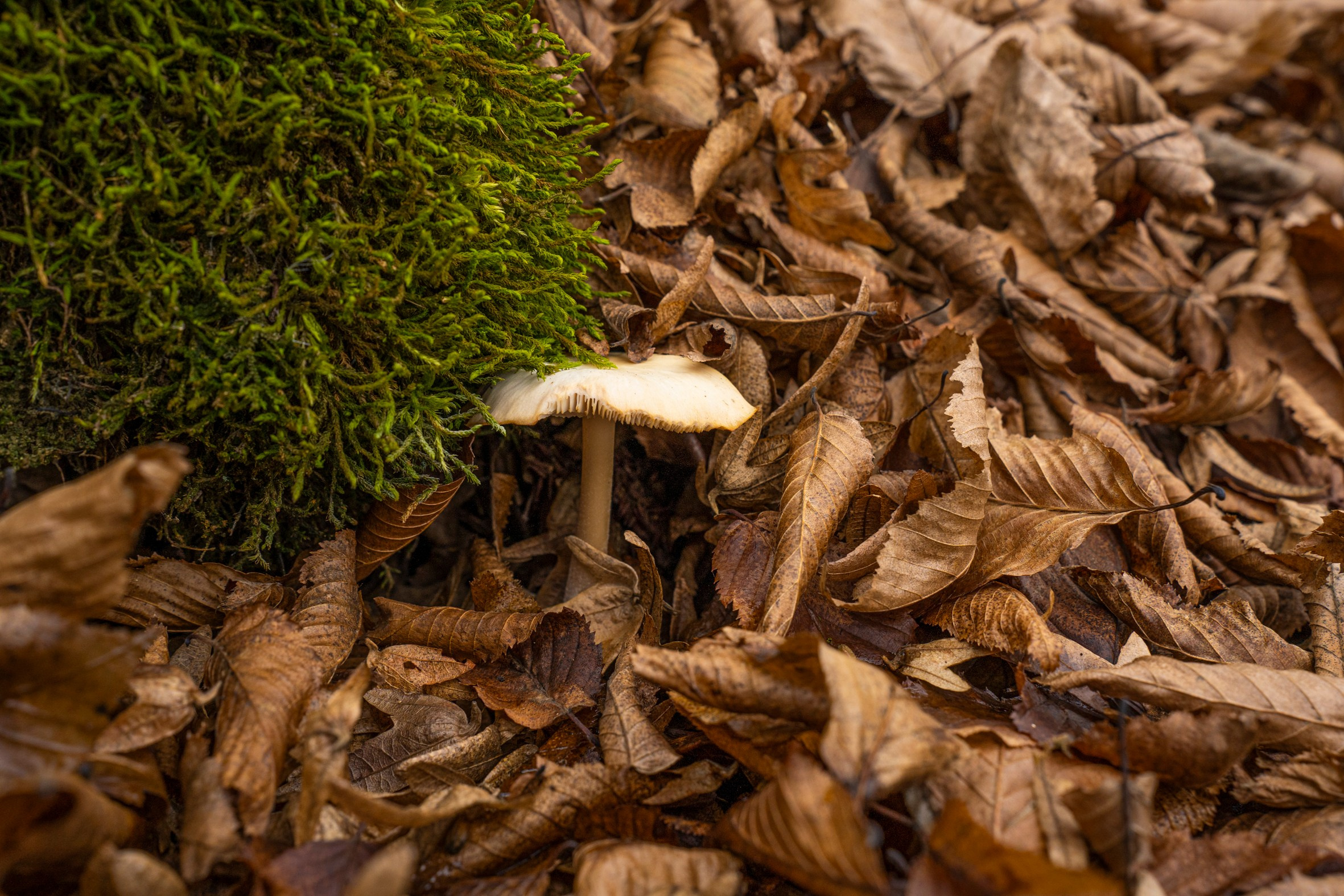 Контакты. Фотограф в Кишиневе, Чадыр-Лунге, в Комрате Ковалева Зинаида