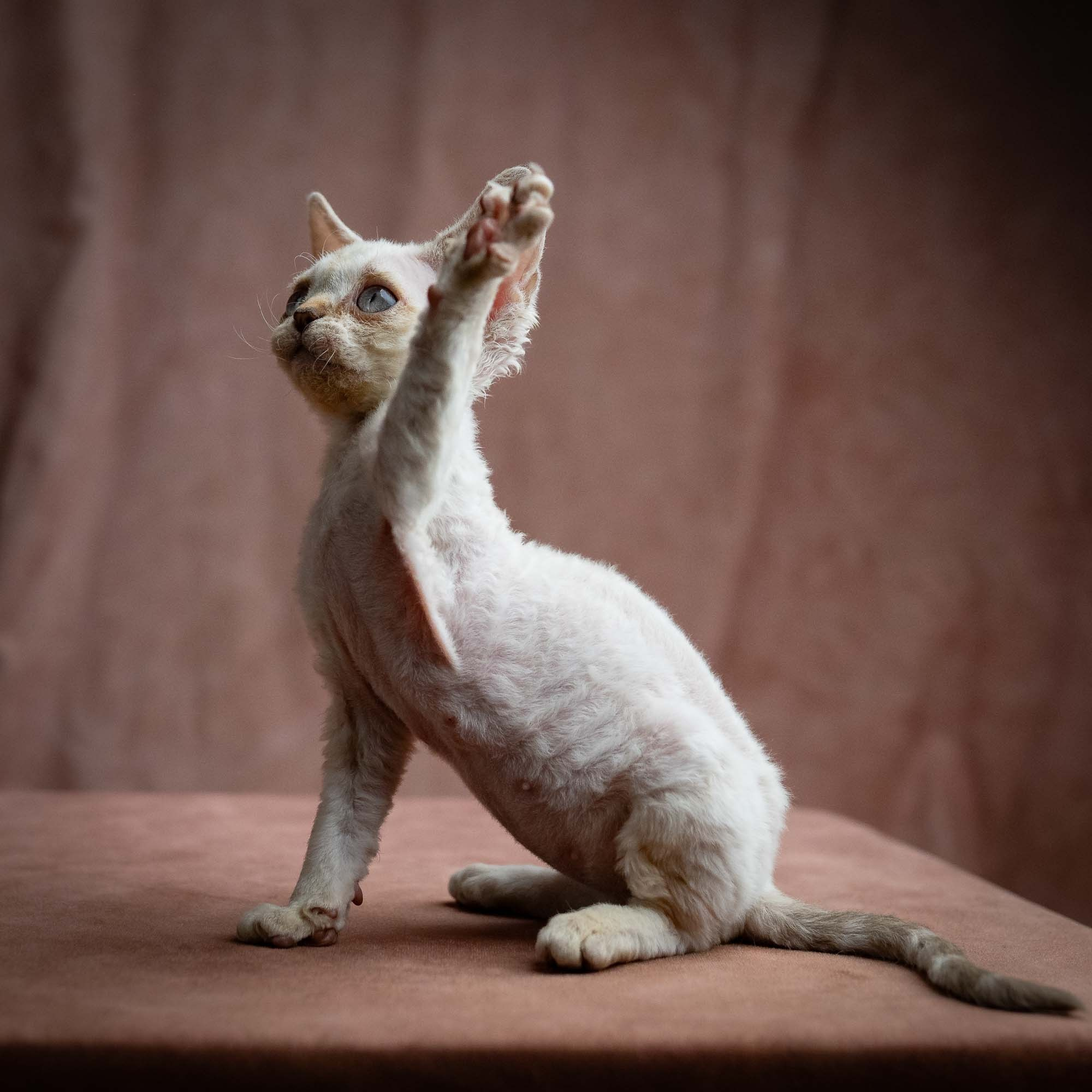 Selena, girl, born 05.08.26. Devon Rex Pixie Cattery