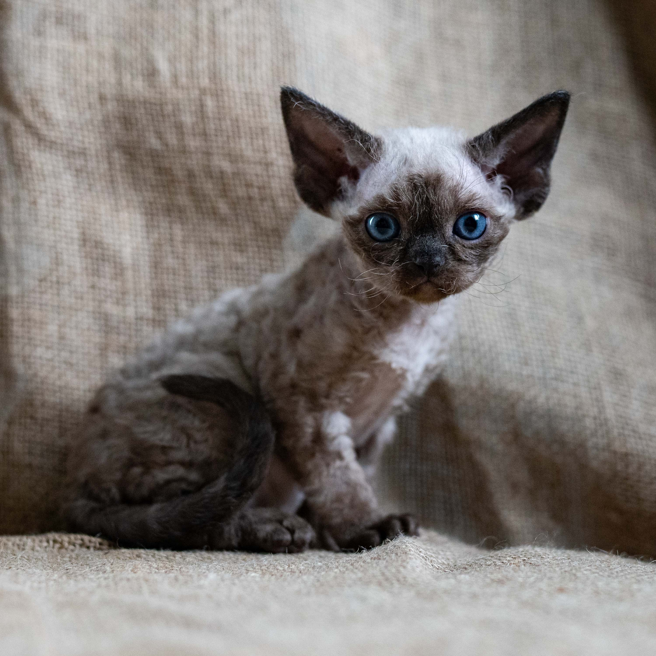 Leo, boy, born 12.20.2025. Devon Rex Pixie Cattery
