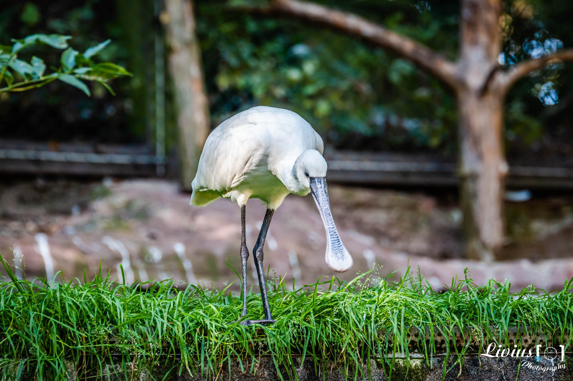 Tierpark Nürnberg. FOTO KREATIV