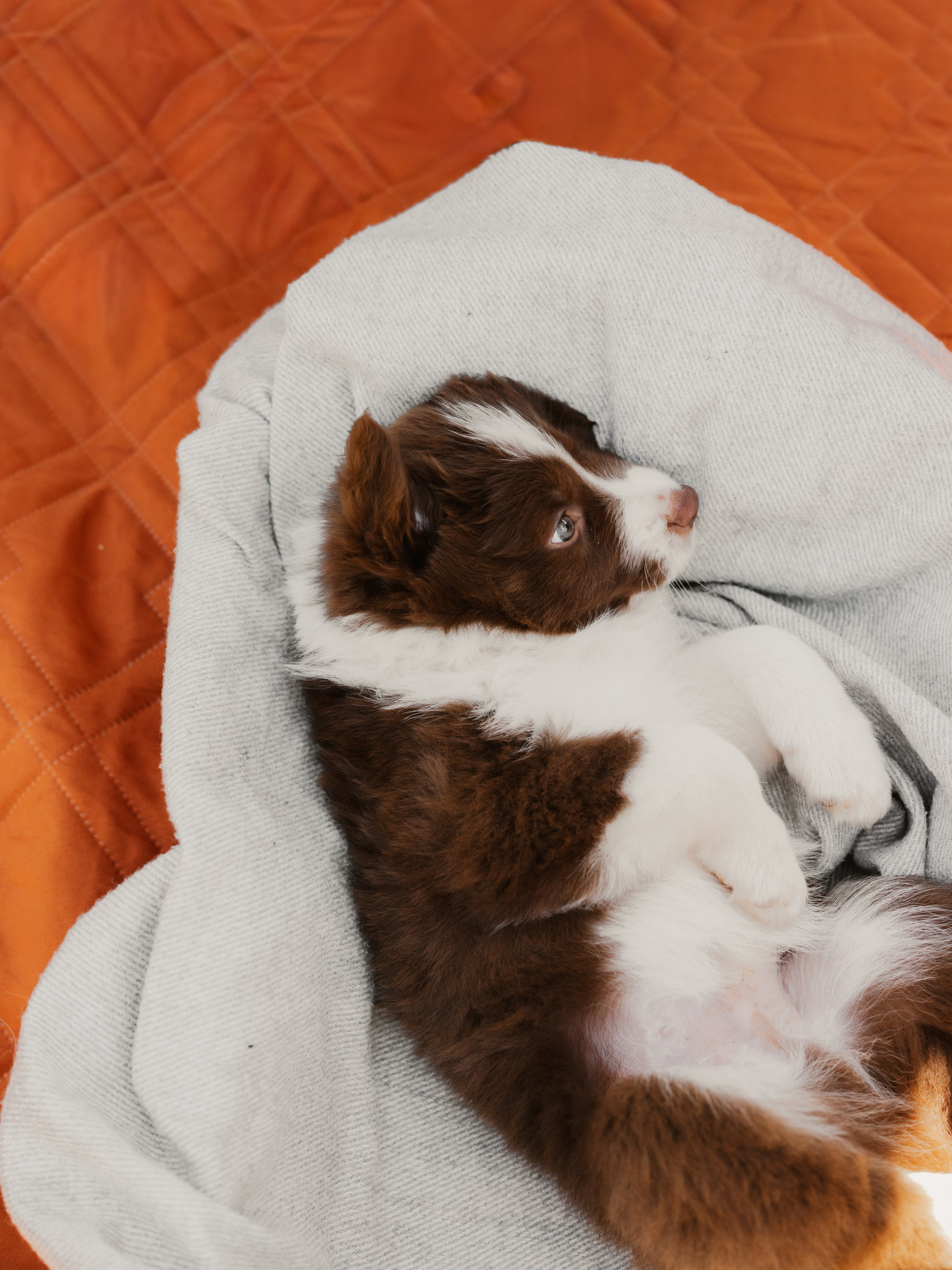 Goldies Collies — Pups. Natural and candid photography Jean Santiago