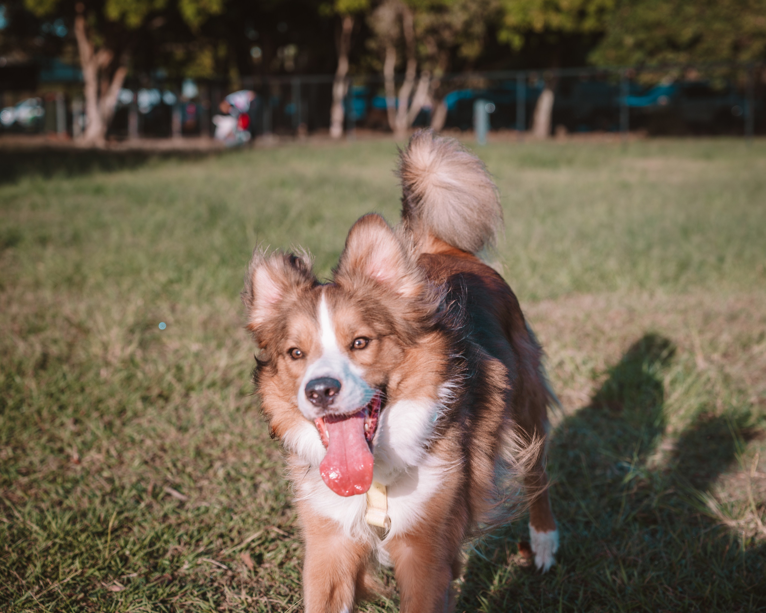 Pet — BorderColie. JS Photoshoot | Family, Events & Pet Photographer in Brisbane