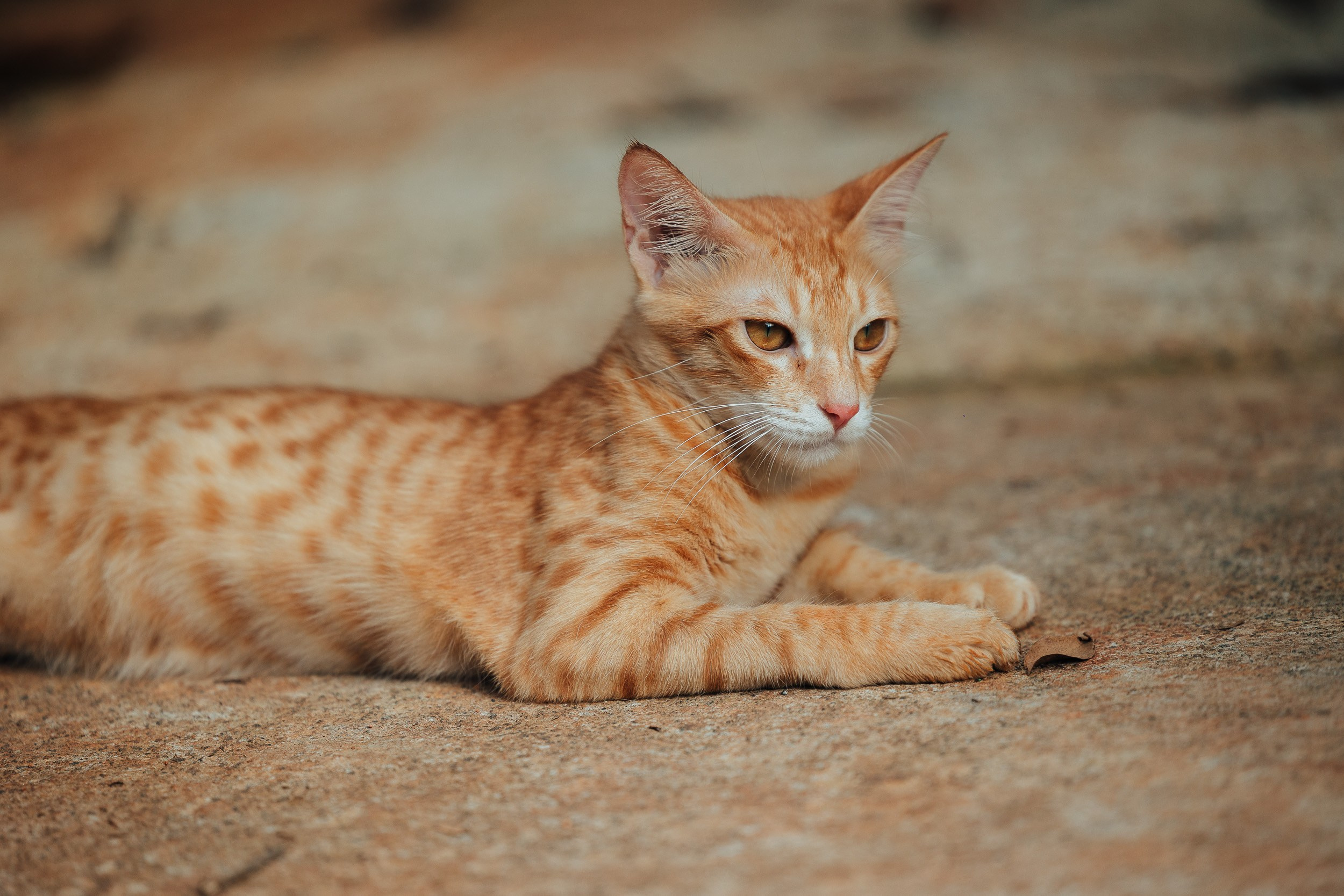 Pet photography. Portrait Photographer in Bangalore | ONEIRO by Anbu Jawahar