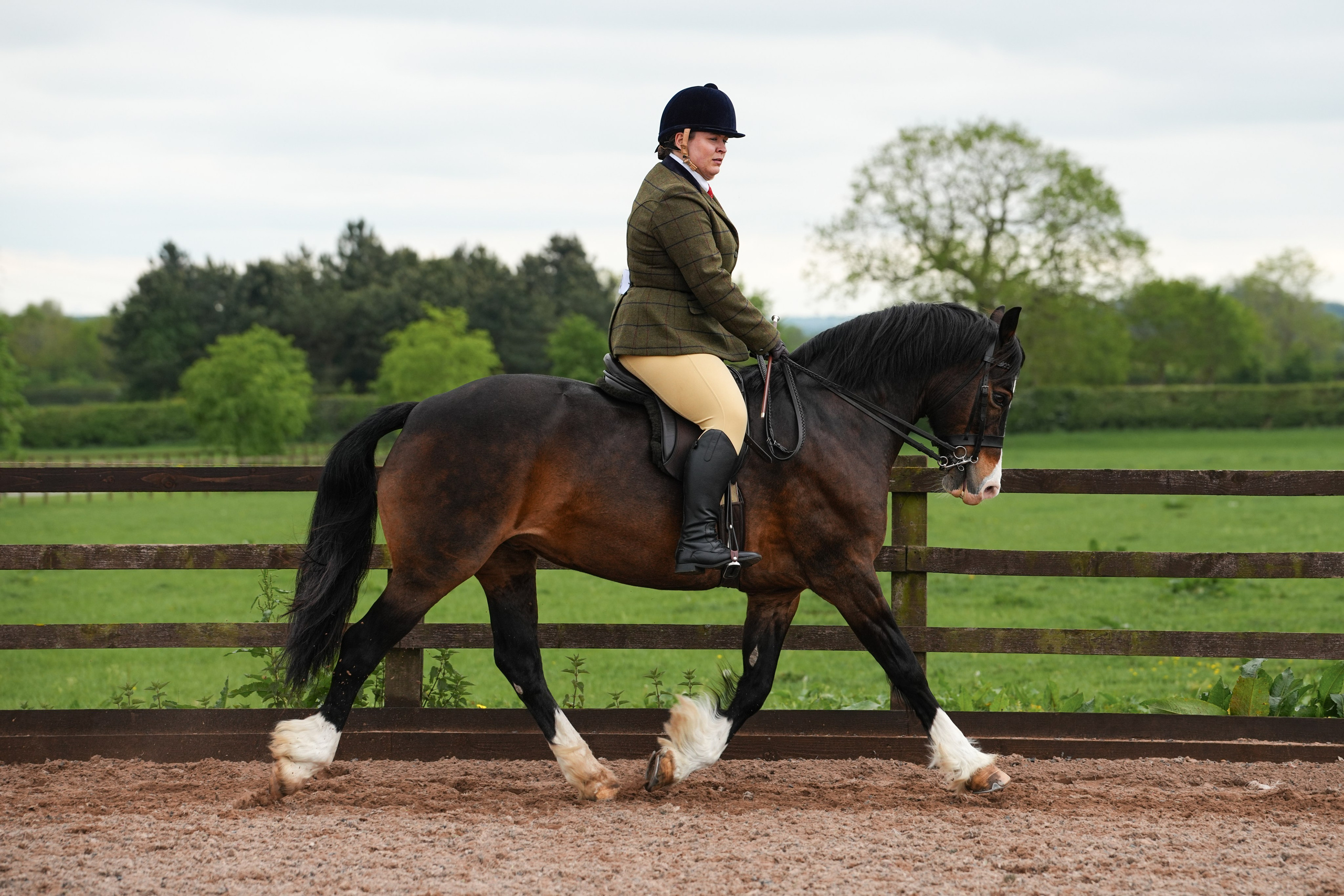 Showing. Leicestershire Equine Photography by El | Authentic Equine Portraits & Events