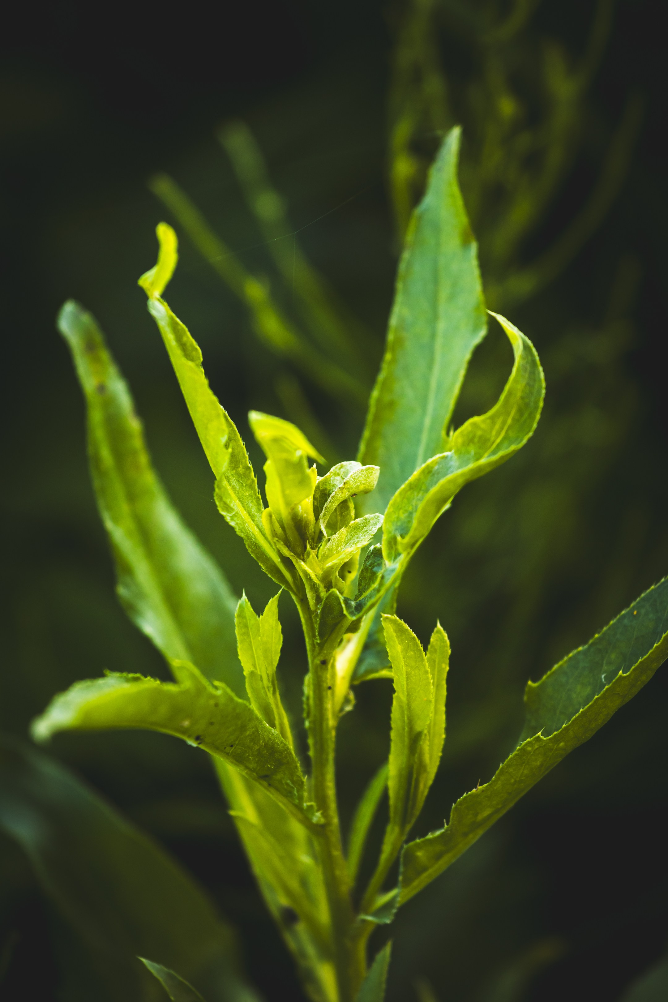 Jalgrattasõit ümbruskonnas. Nebula 25 — Fotod teie hingele