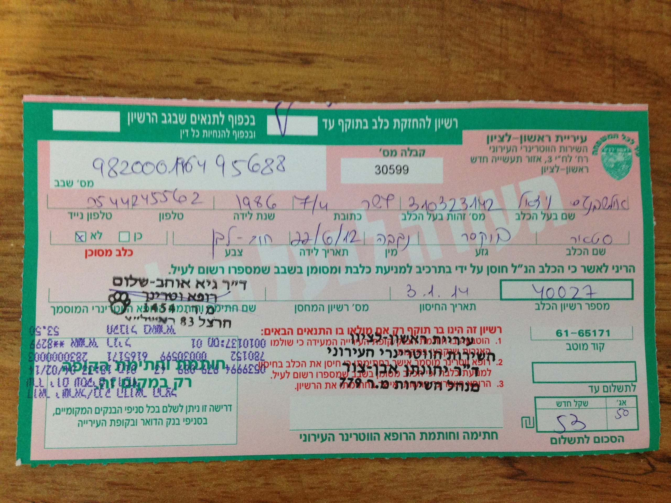 My ״Star״ Boxer Dog