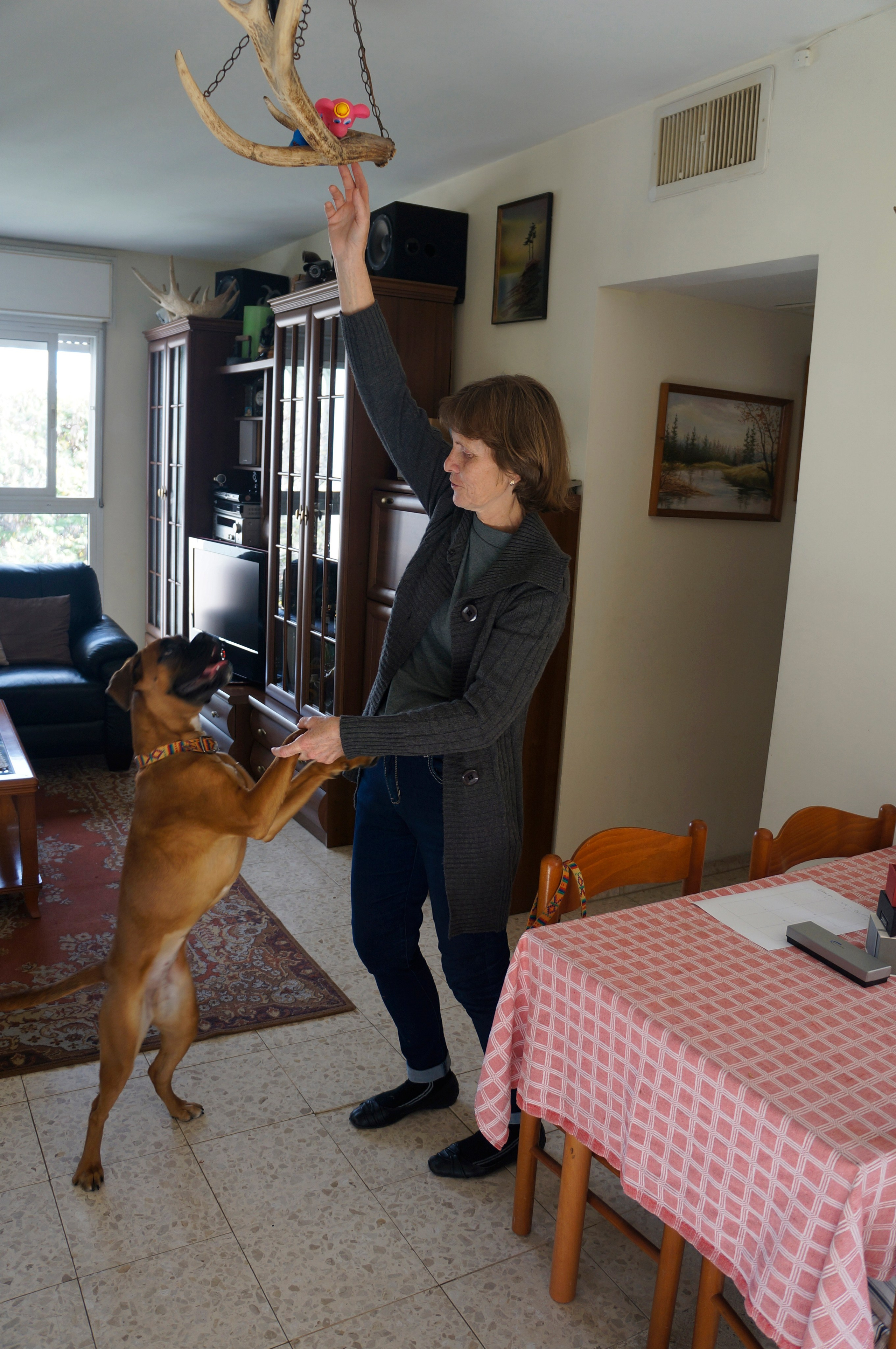 My ״Star״ Boxer Dog