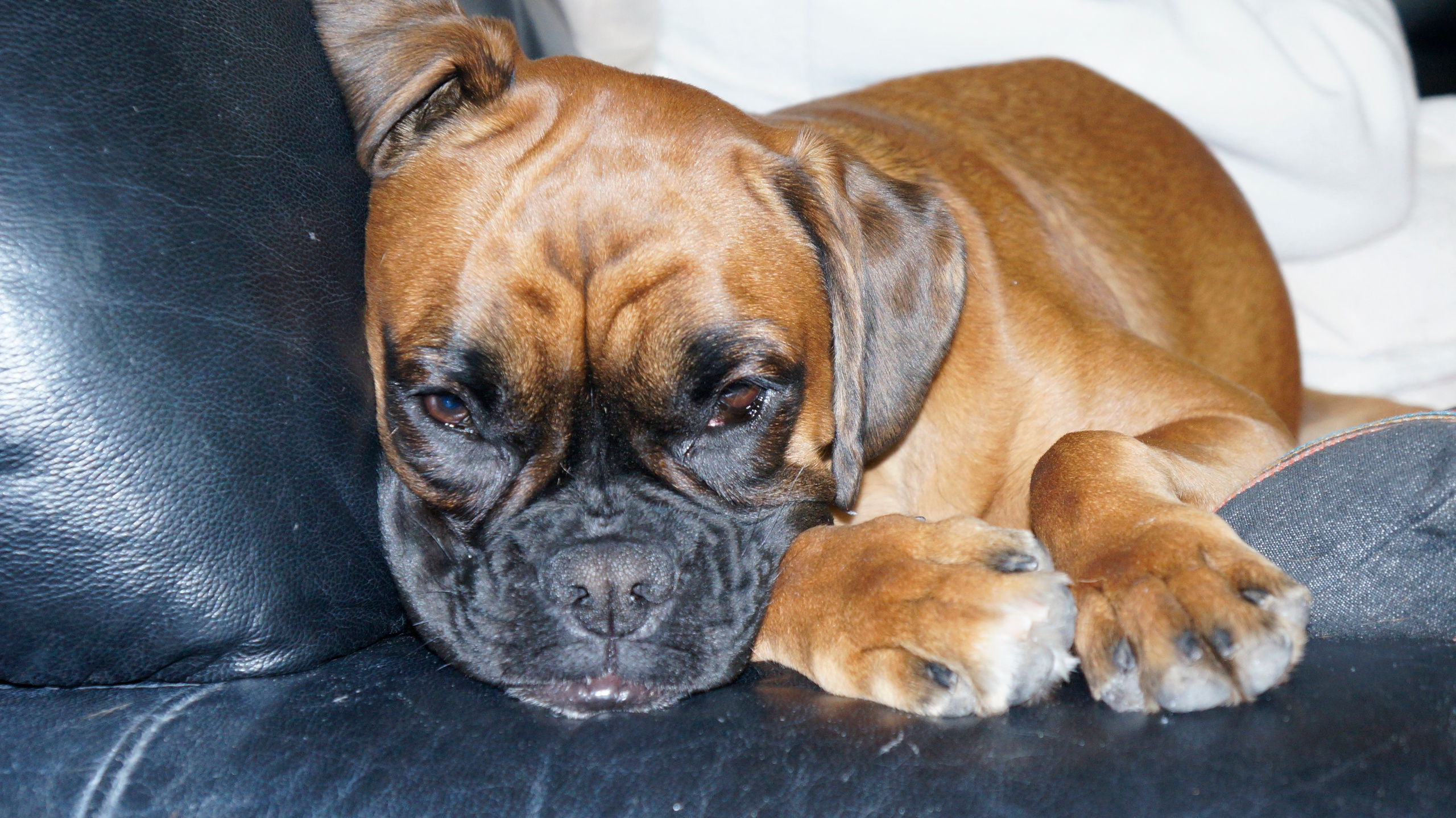 My ״Star״ Boxer Dog