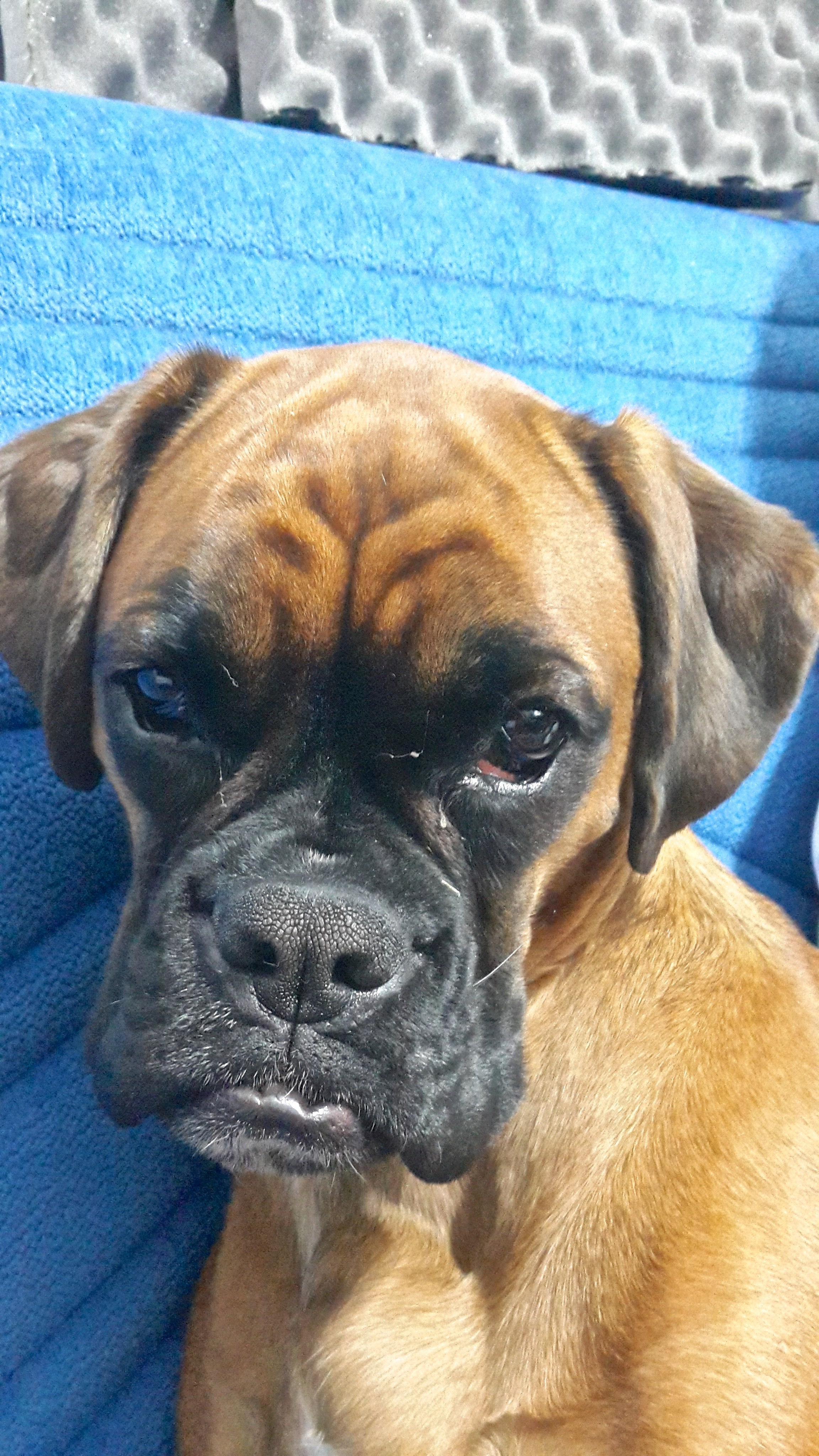 My ״Star״ Boxer Dog