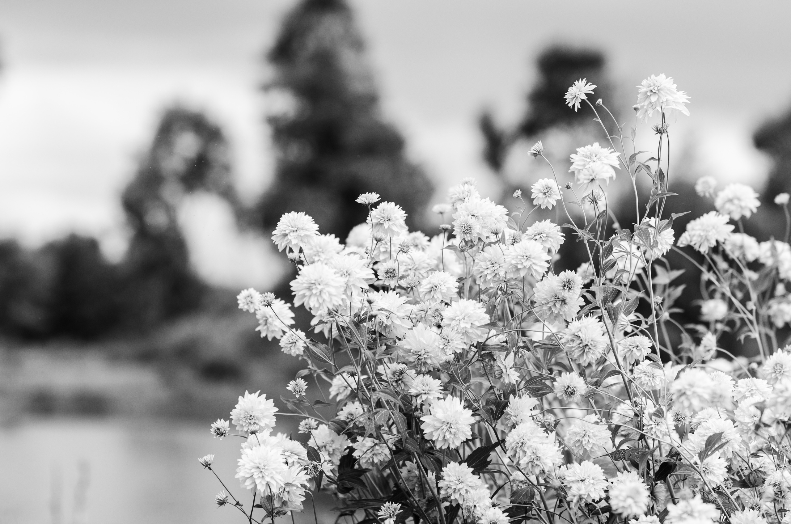 Kāzas Kukšu muižā. ROLFS VENDIŅŠ - KĀZU FOTOGRĀFS | Rīgā un visā Latvijā