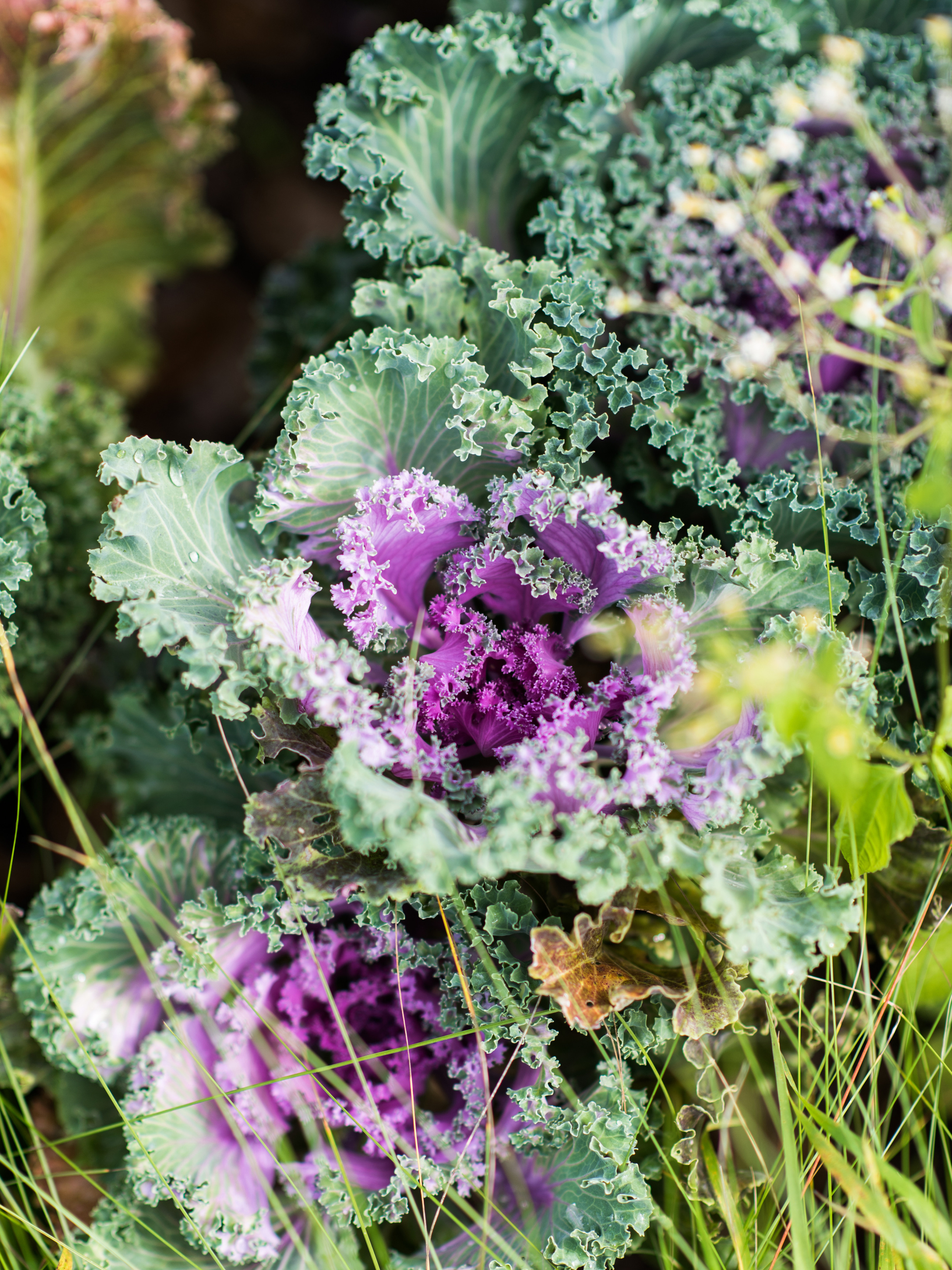 Kāzas Bruknas muižā. ROLFS VENDIŅŠ - KĀZU FOTOGRĀFS | Rīgā un visā Latvijā