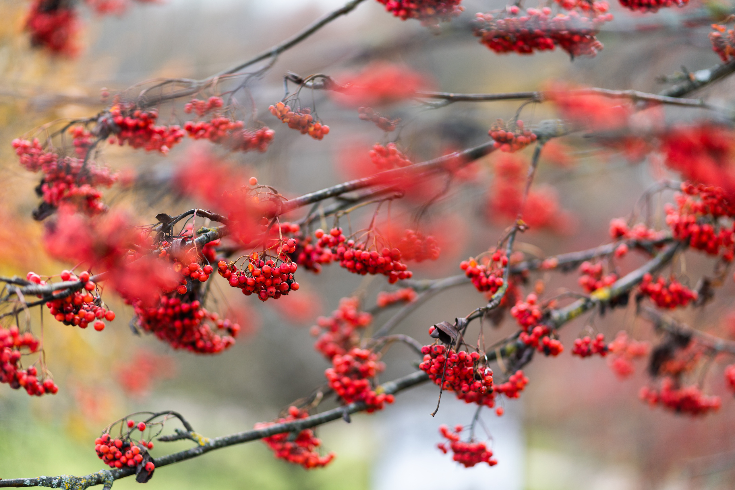 Kāzas Kuldīgā. ROLFS VENDIŅŠ - KĀZU FOTOGRĀFS | Rīgā un visā Latvijā