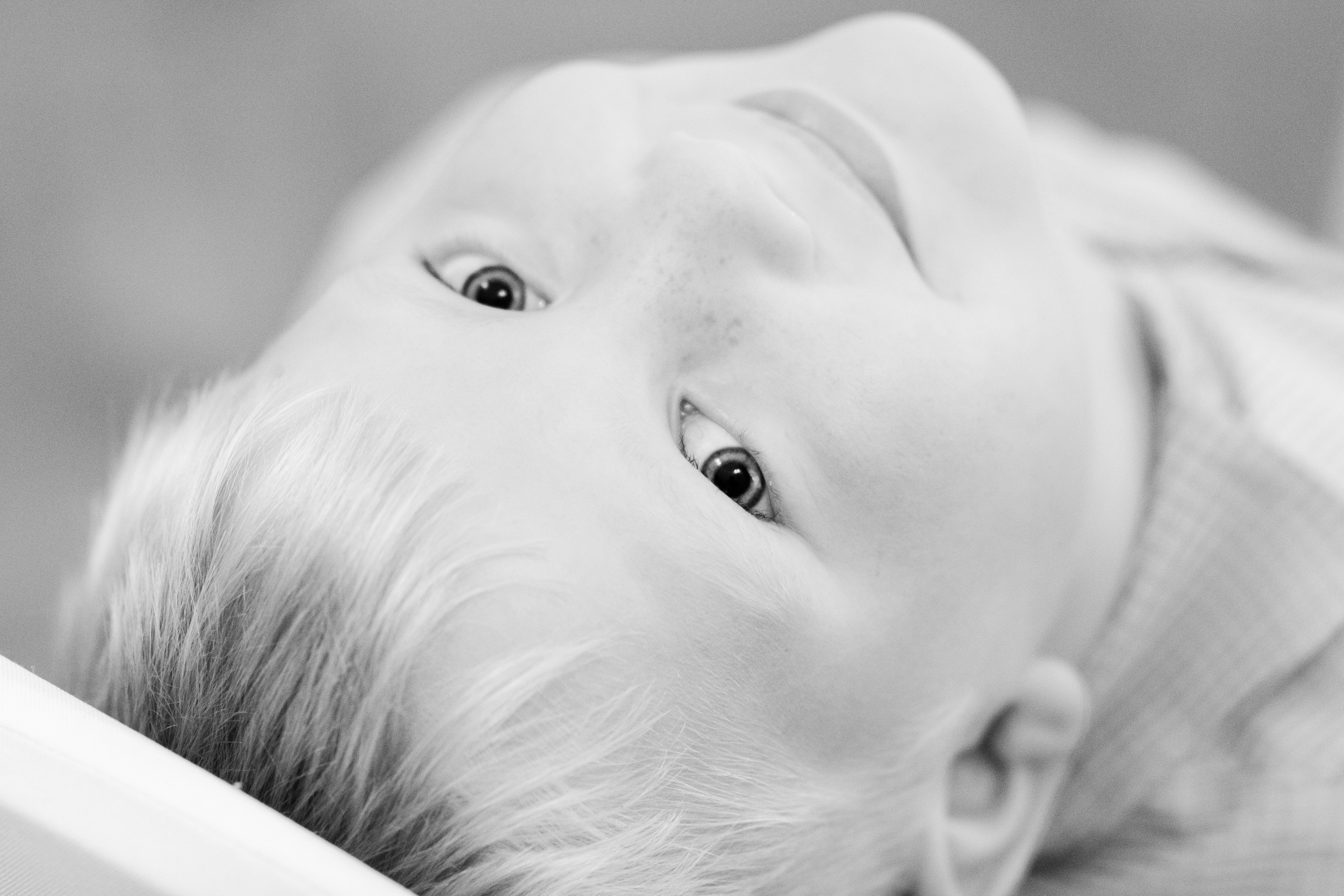 Kāzas Mālpils muižā. ROLFS VENDIŅŠ - KĀZU FOTOGRĀFS | Rīgā un visā Latvijā