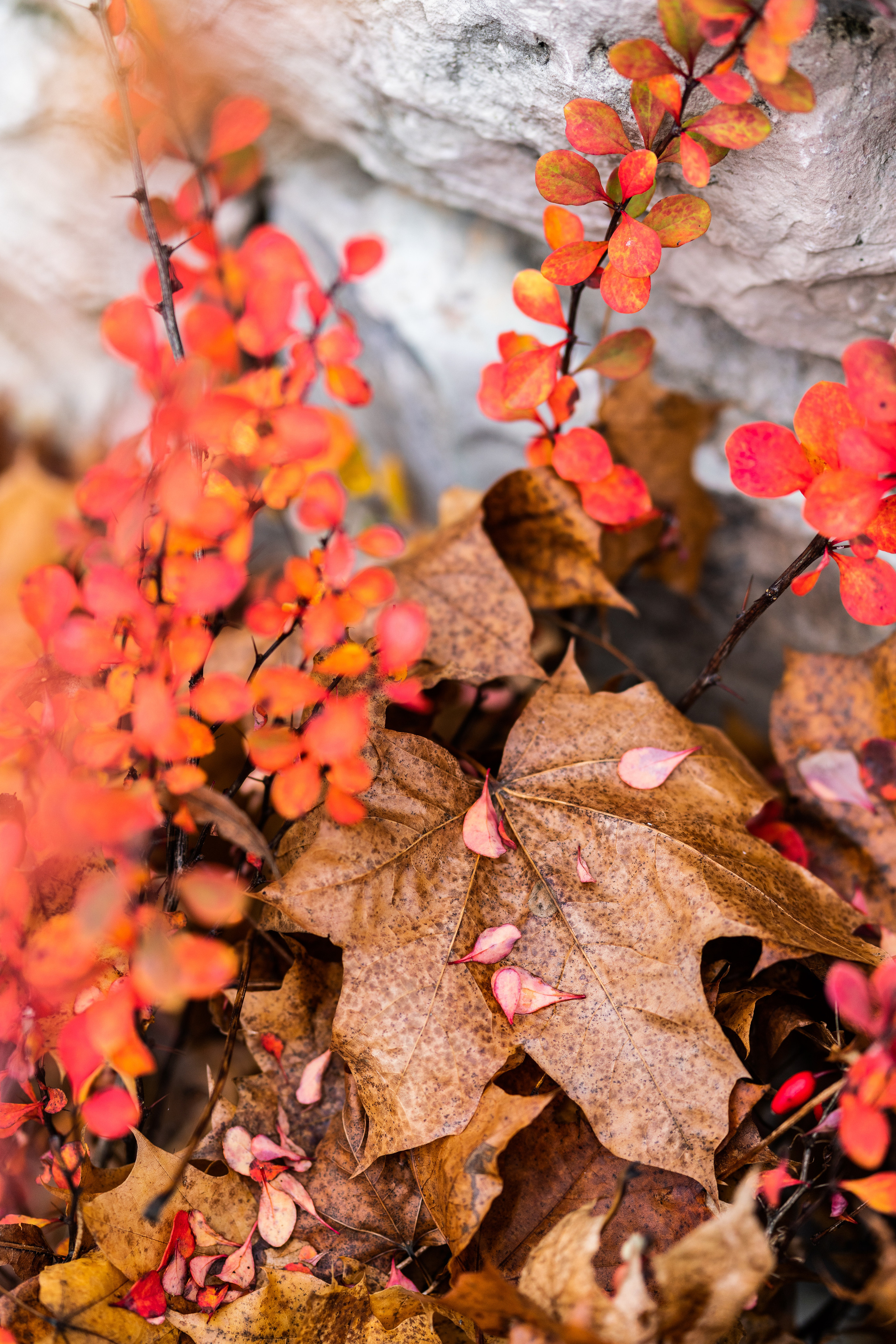 Kāzas Kuldīgā. ROLFS VENDIŅŠ - KĀZU FOTOGRĀFS | Rīgā un visā Latvijā