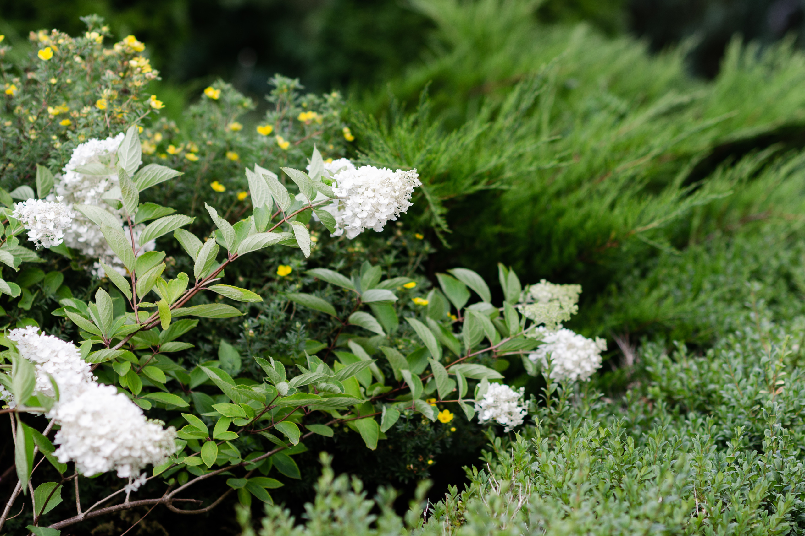 Kāzas Kukšu muižā. ROLFS VENDIŅŠ - KĀZU FOTOGRĀFS | Rīgā un visā Latvijā