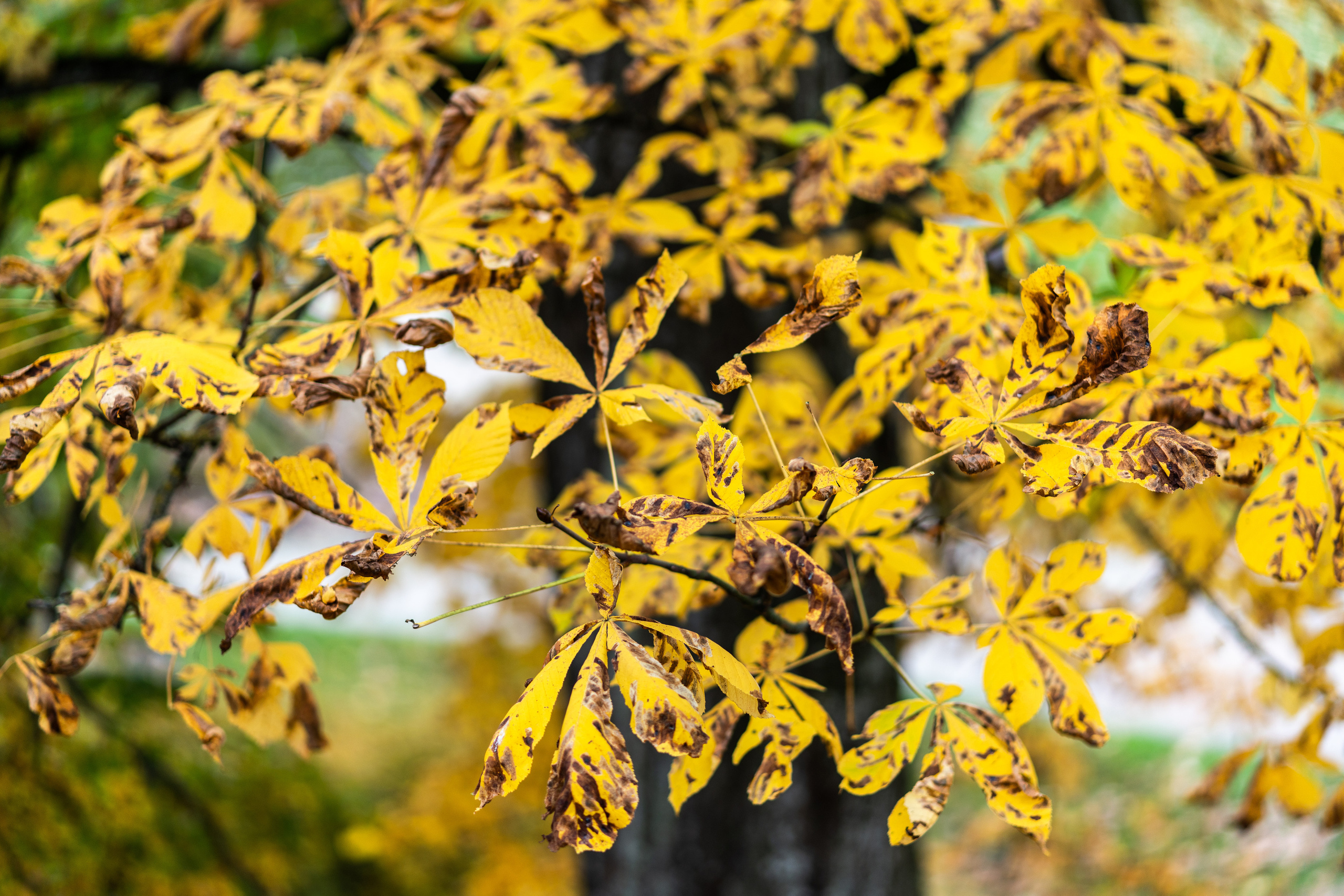 Kāzas Kuldīgā. ROLFS VENDIŅŠ - KĀZU FOTOGRĀFS | Rīgā un visā Latvijā