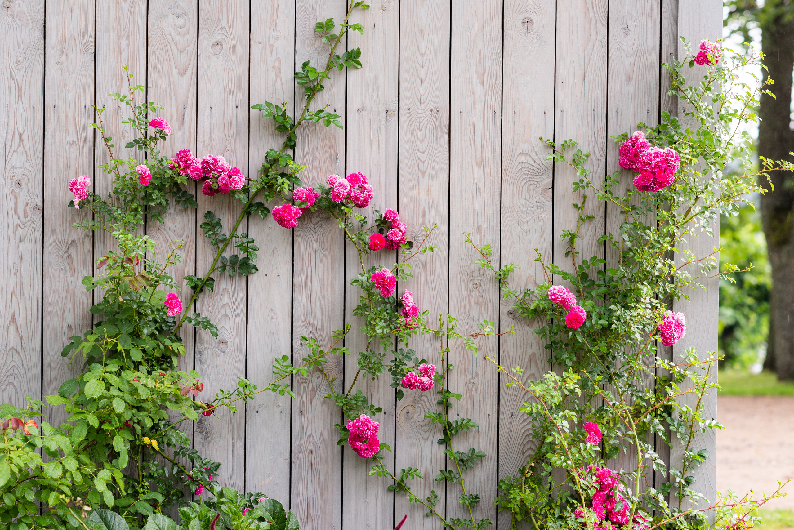 Kāzas Bīriņu pilī. ROLFS VENDIŅŠ - KĀZU FOTOGRĀFS | Rīgā un visā Latvijā