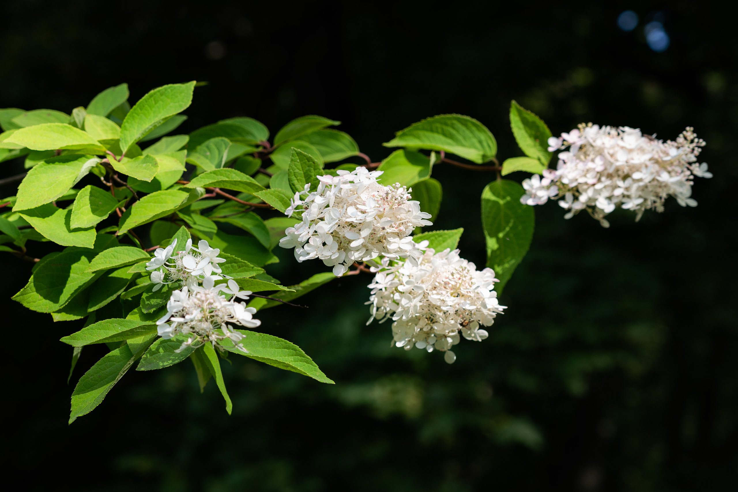 Kāzas Stāmerienas pilī. ROLFS VENDIŅŠ - KĀZU FOTOGRĀFS | Rīgā un visā Latvijā