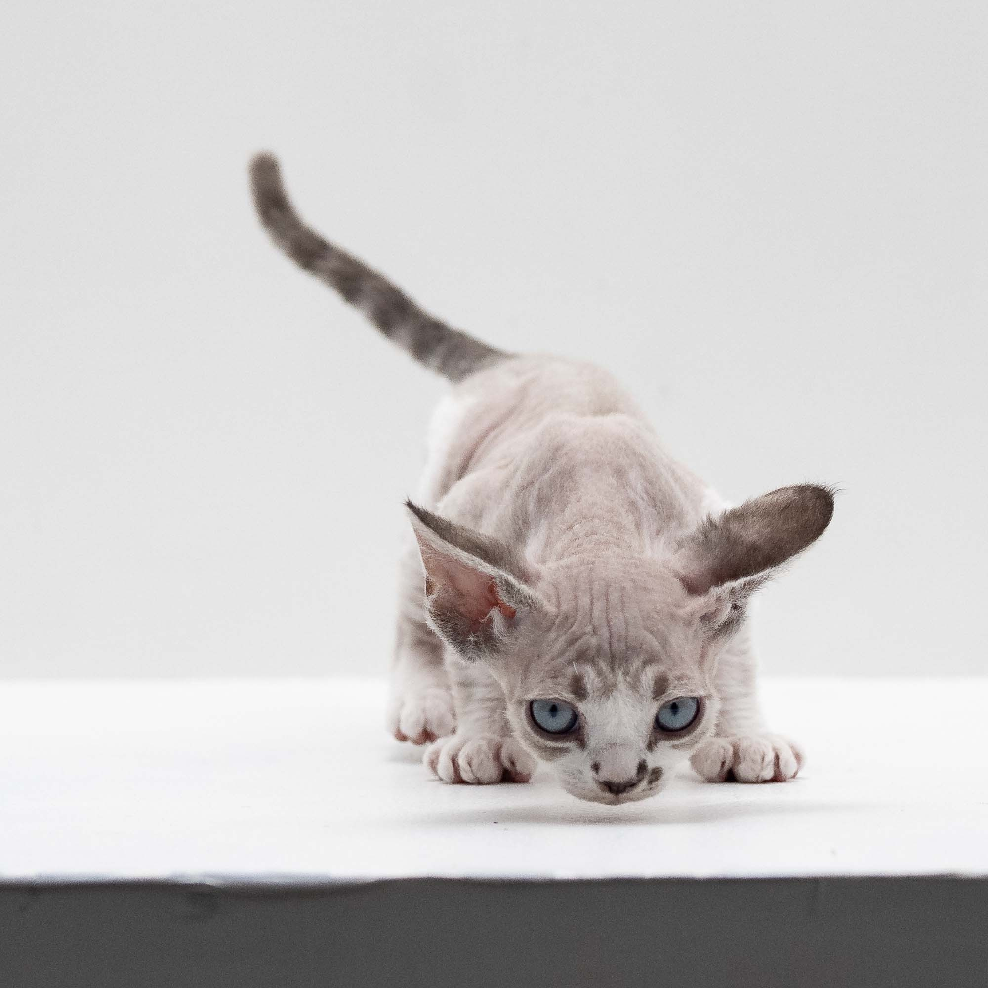 Frank, boy, born on 01.01.25. Devon Rex Pixie Cattery