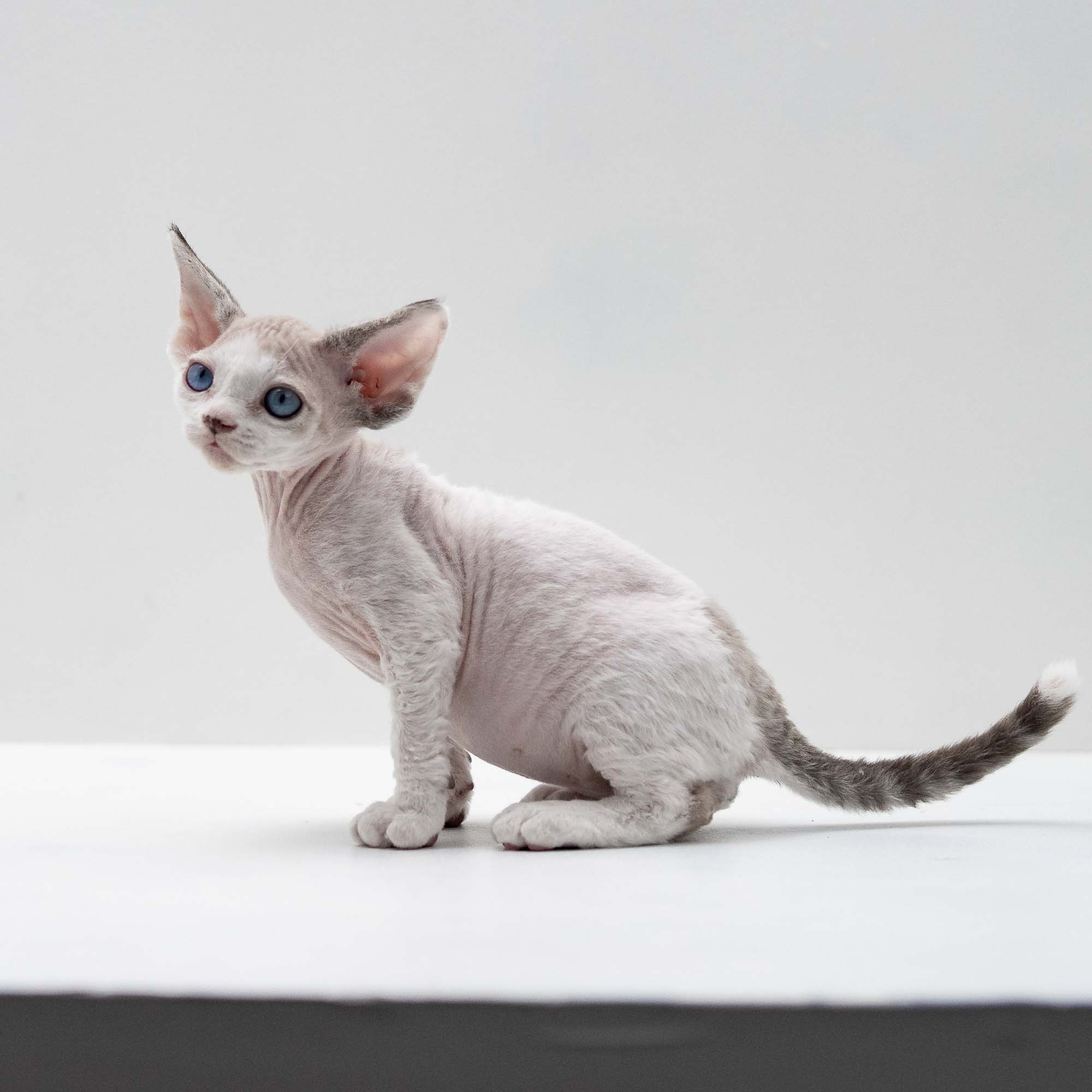 Frosttip, boy, born on 01.01.25. Devon Rex Pixie Cattery