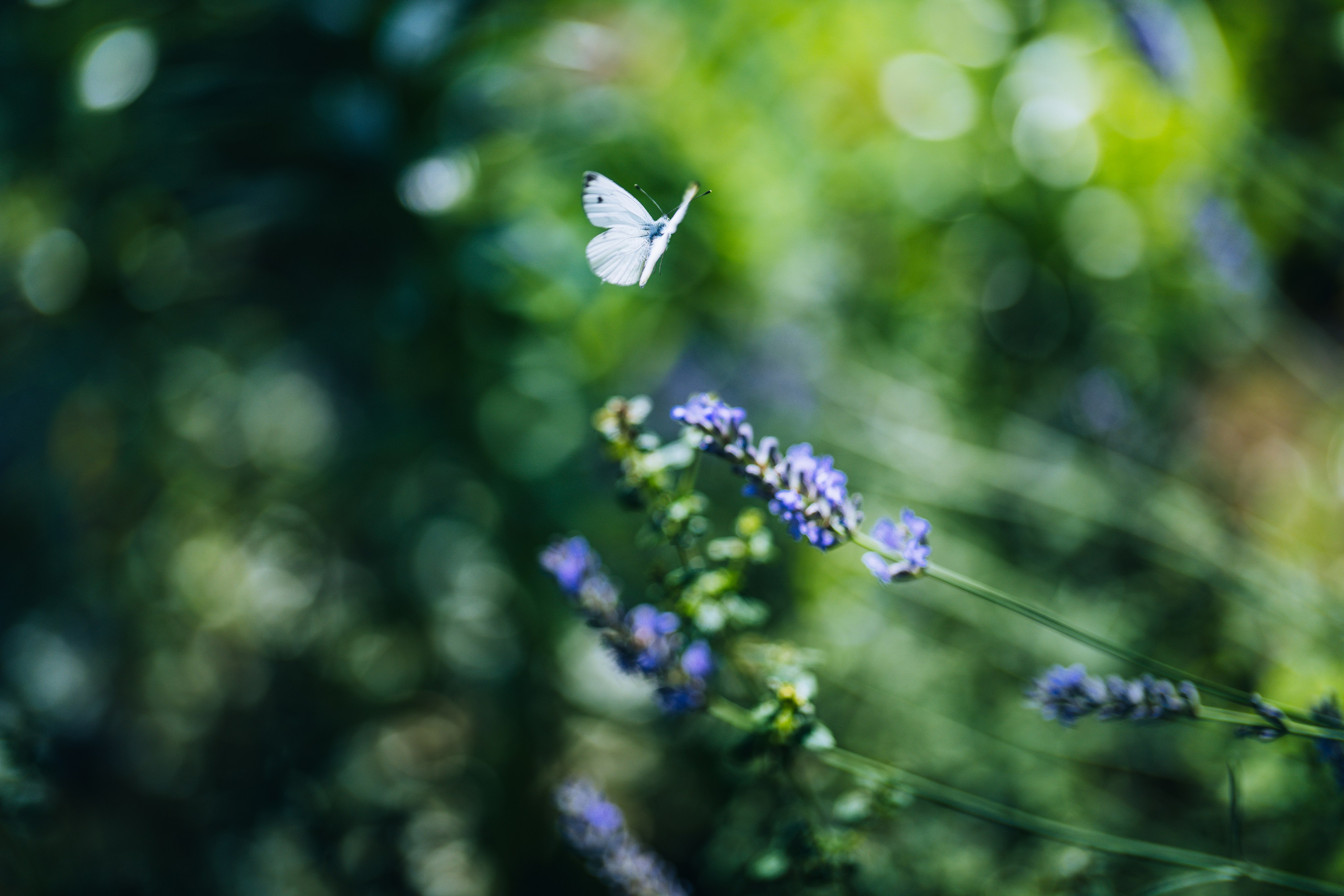 Landscape. Fotograf Poznan