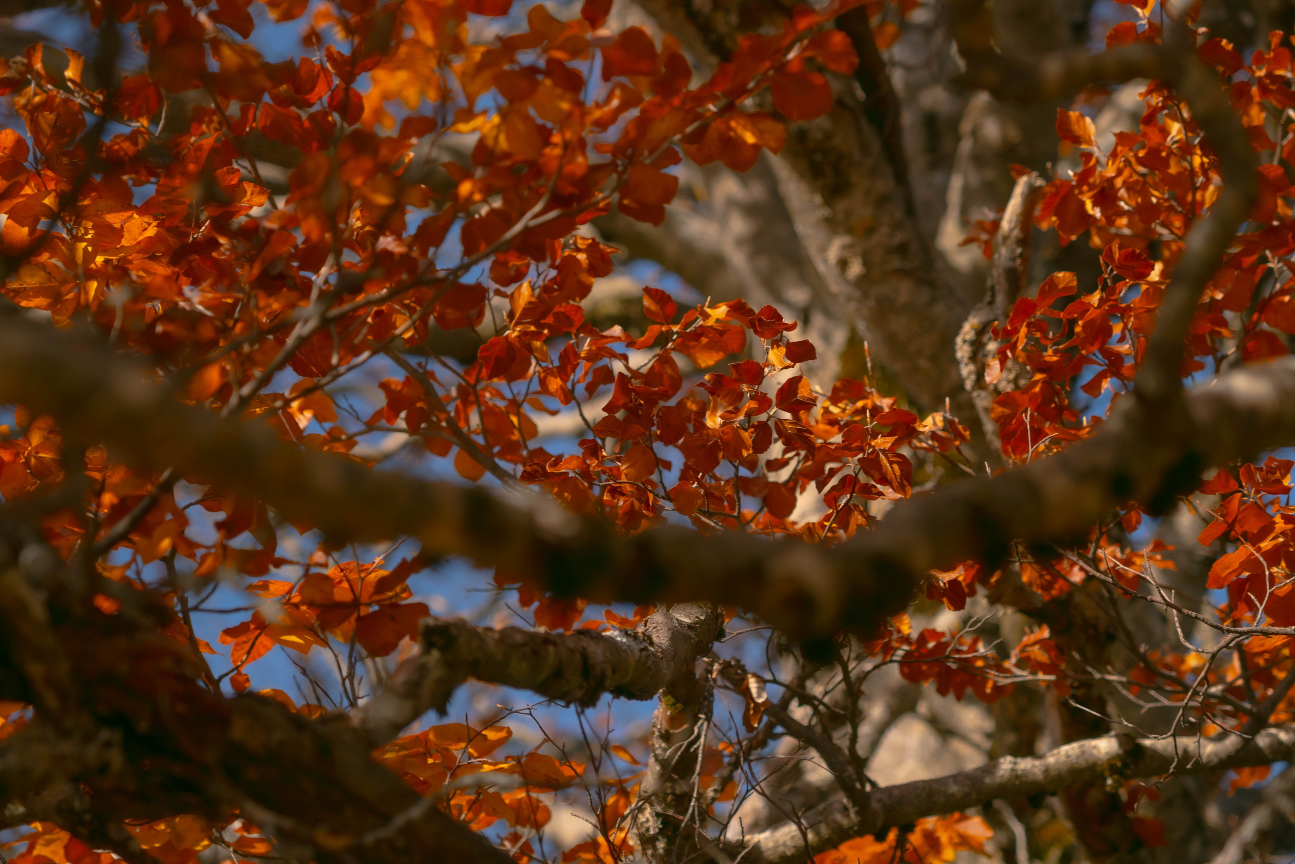 Ruta Otoño. Alba del Norte Studio