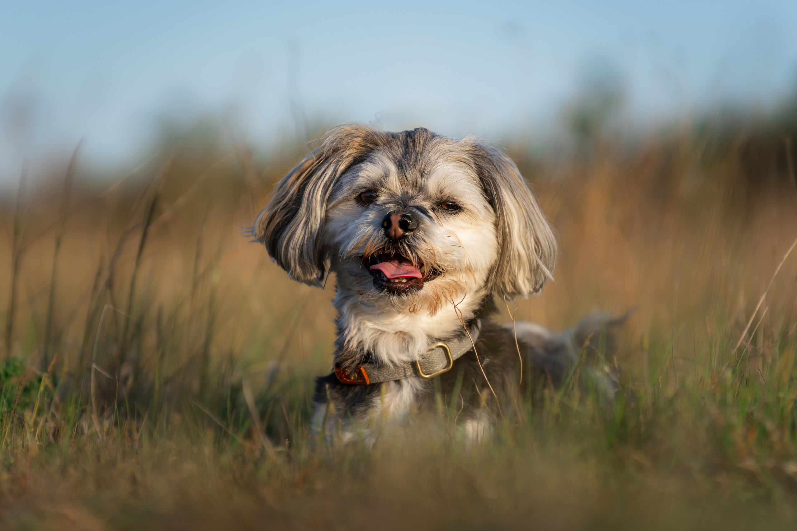 Hundeshooting - Fiete. Thorben Ihler - Dein Fotograf aus Emden
