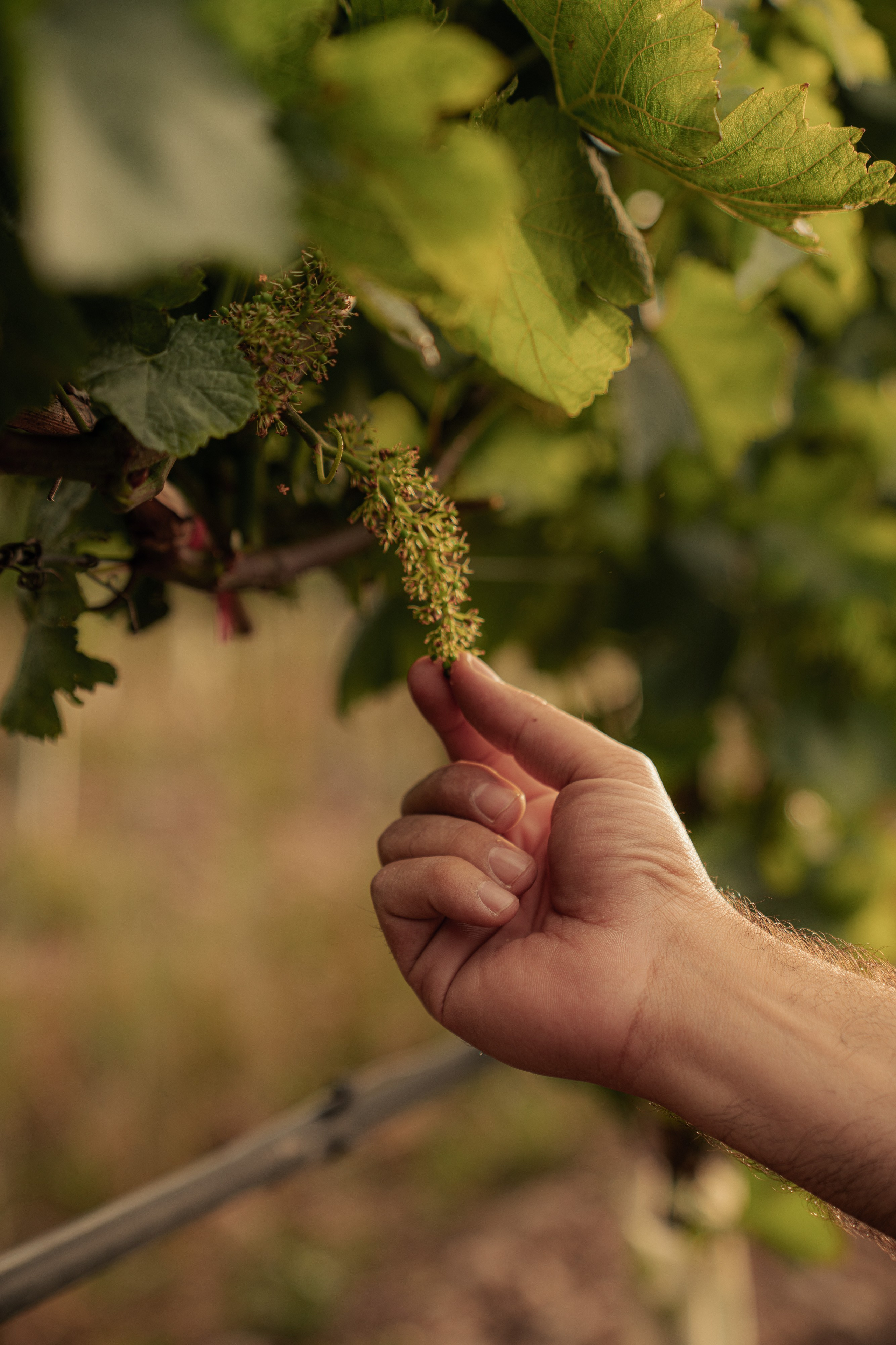 Estates Costa Lazaridi