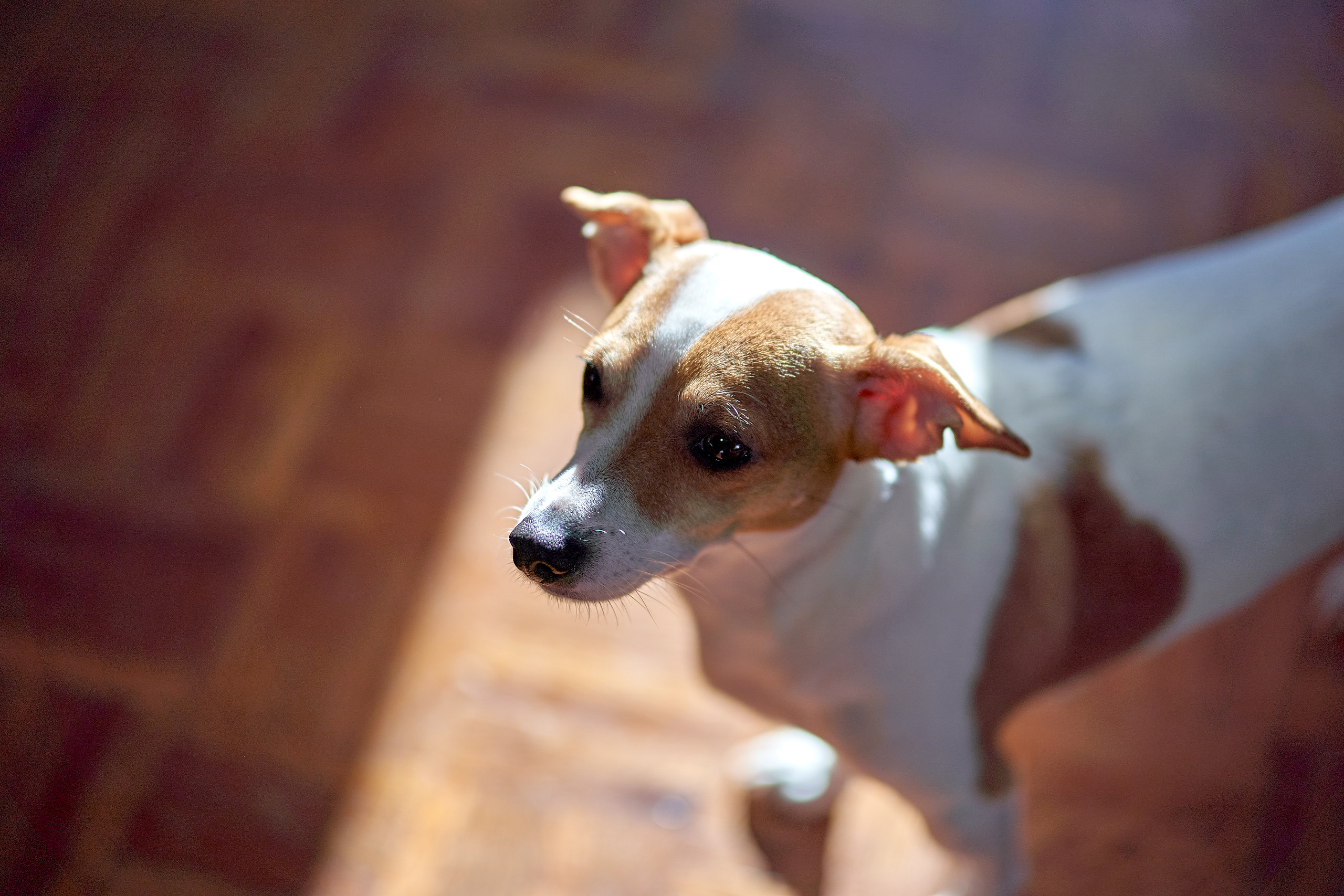 Casamento em Portugal Fotosessao. Fotografa em Portugal Alexandra Efimova