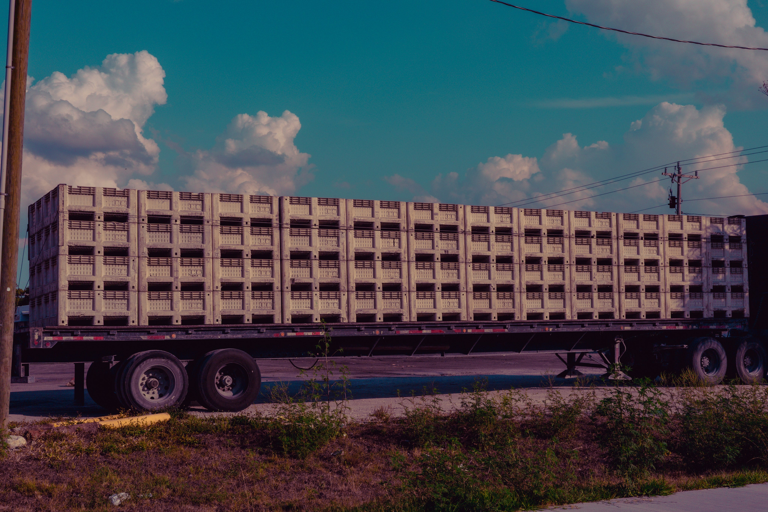 Americana — Immokolee. Out and About 239