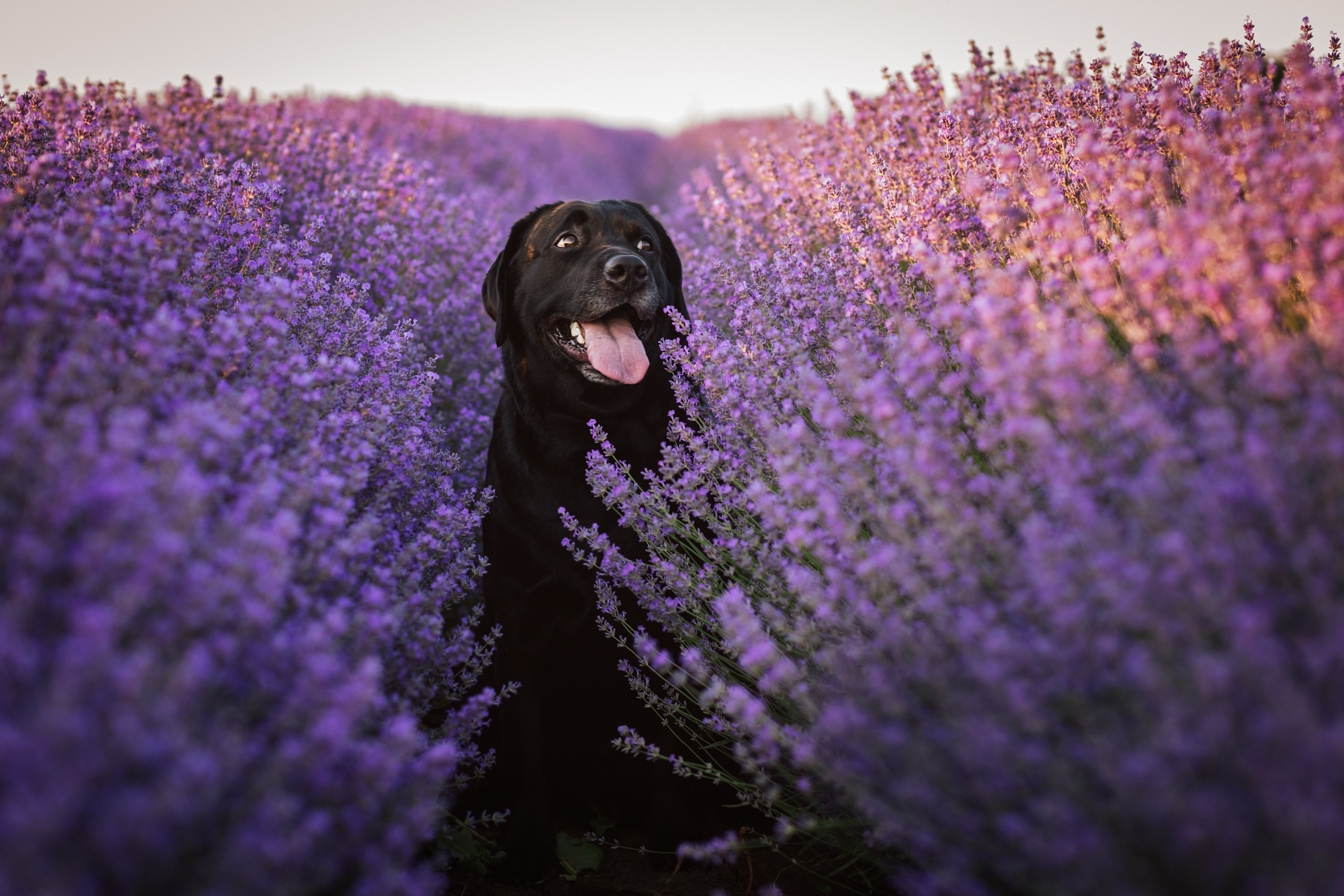 Ksenia&dogs. Семейный фотограф в Кишинёве Пулькина Ольга