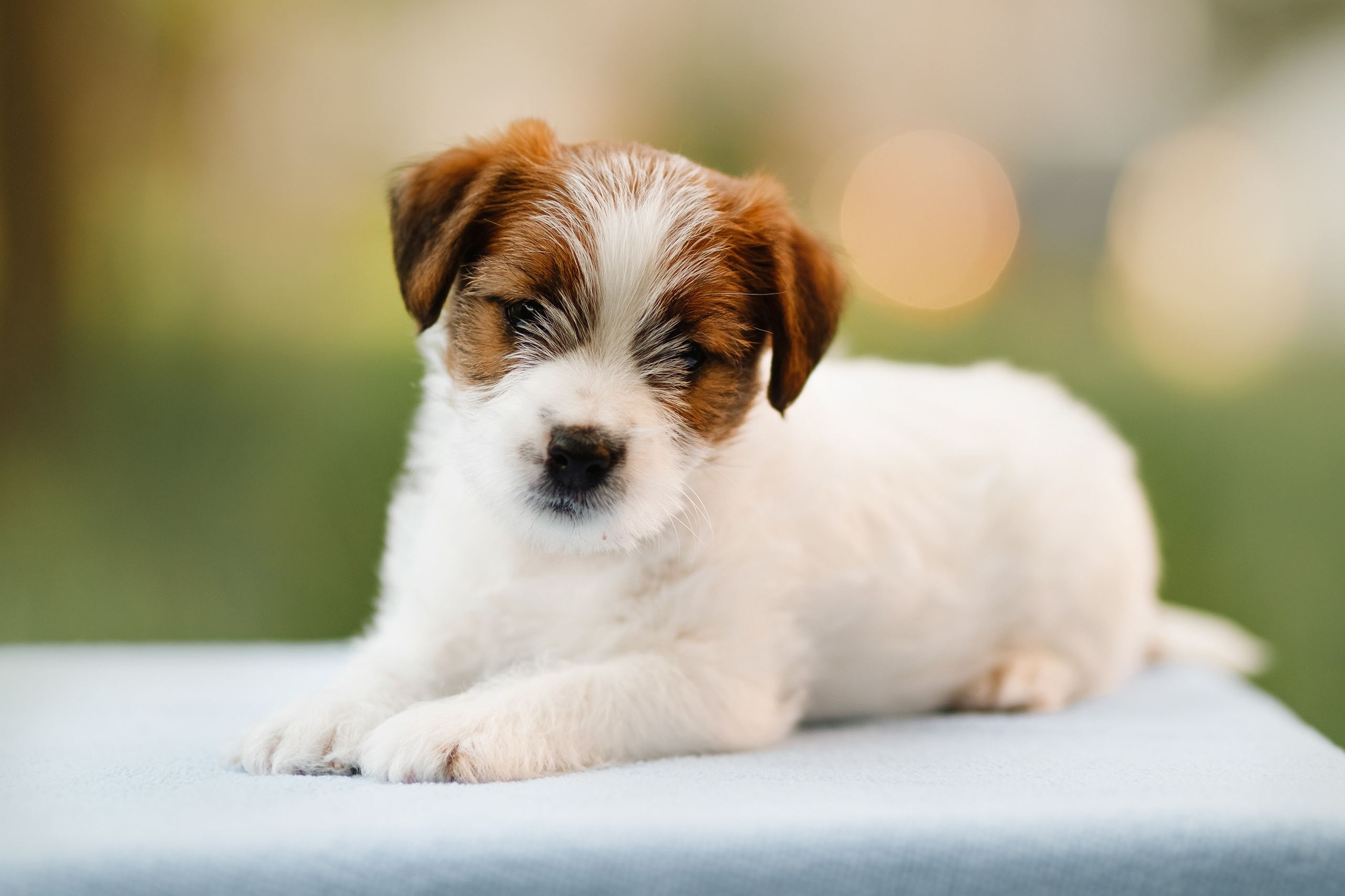 Jack russel puppies. Kaja | fotograf we Wrocławiu | ludzie i psy