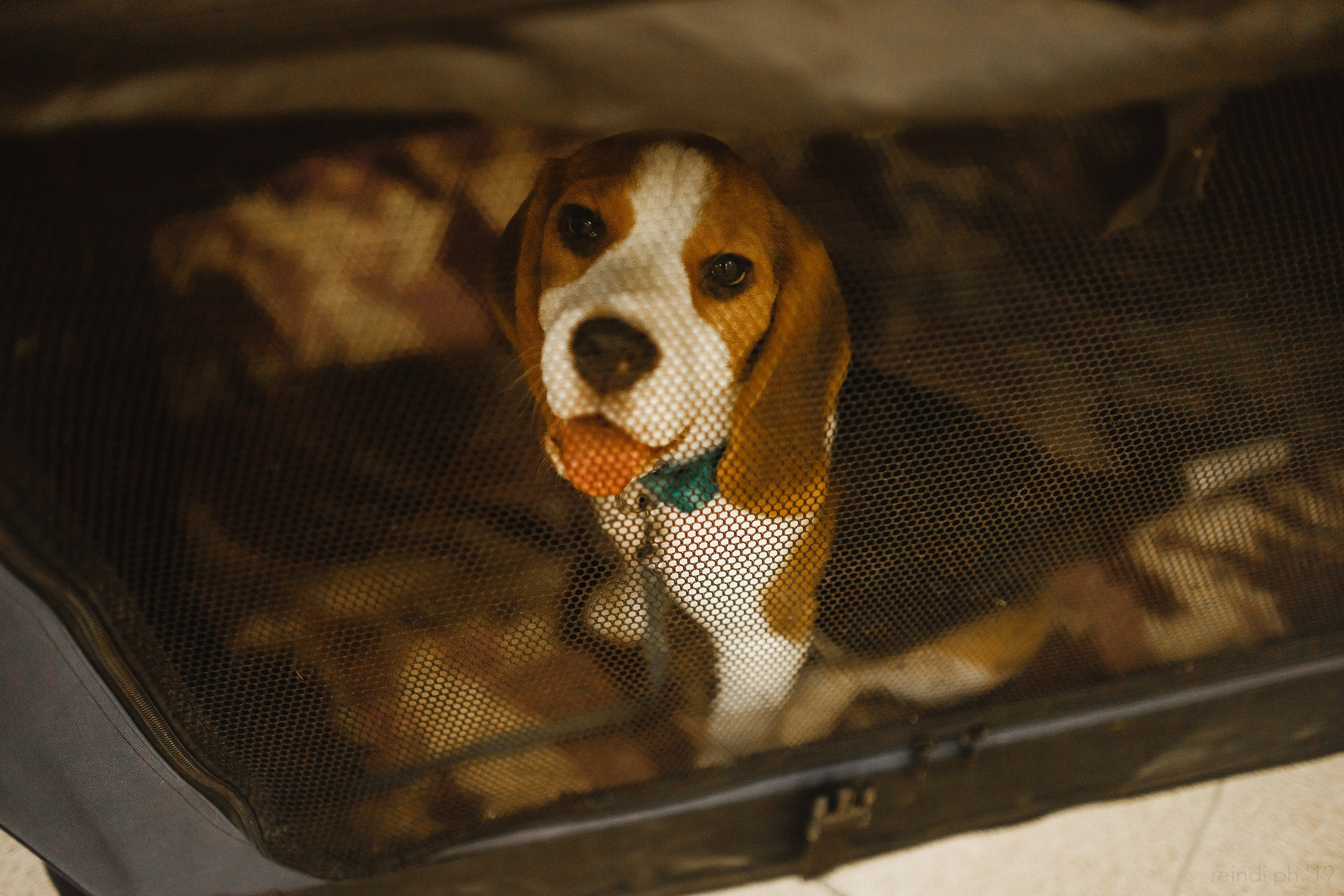 Dog handling hall. Kaja | fotograf we Wrocławiu | ludzie i psy