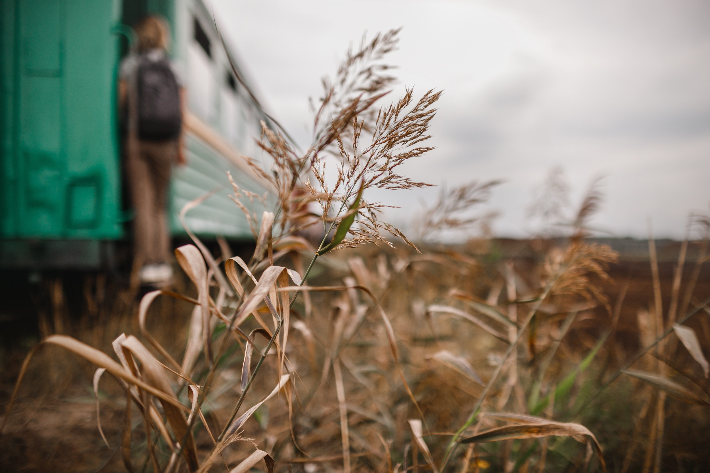 Narrow-gauge railway trip. Kaja | fotograf psów we Wrocławiu