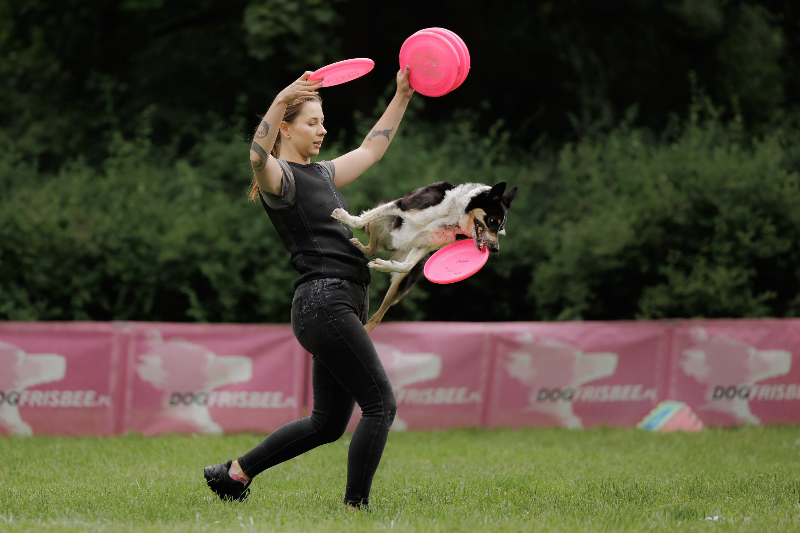 Latające psy, Wrocław'25. Kaja | fotograf psów we Wrocławiu