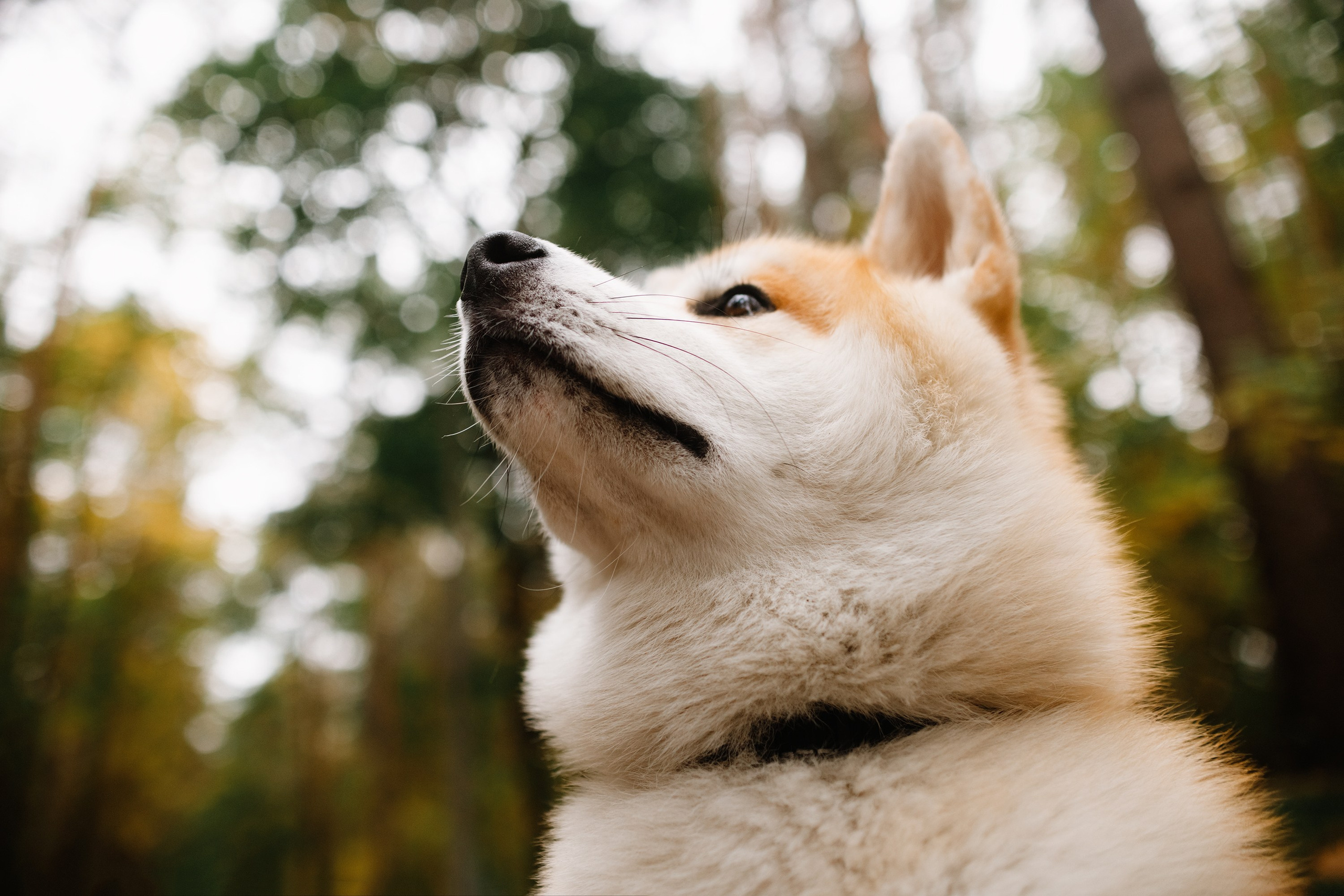 Maria & Kenji. Kaja | fotograf we Wrocławiu | ludzie i psy