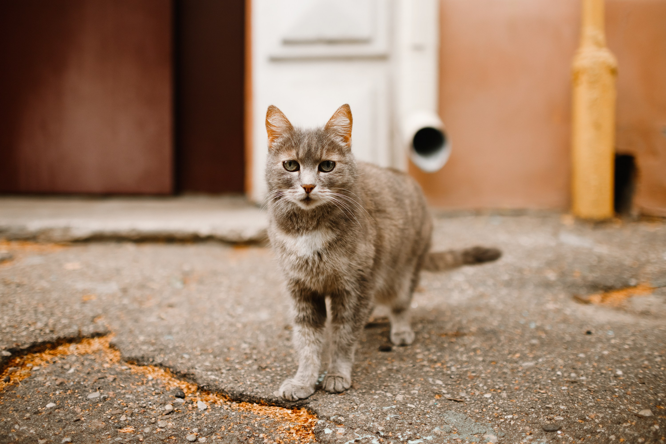 Grodno. Kaja | fotograf we Wrocławiu | ludzie i psy