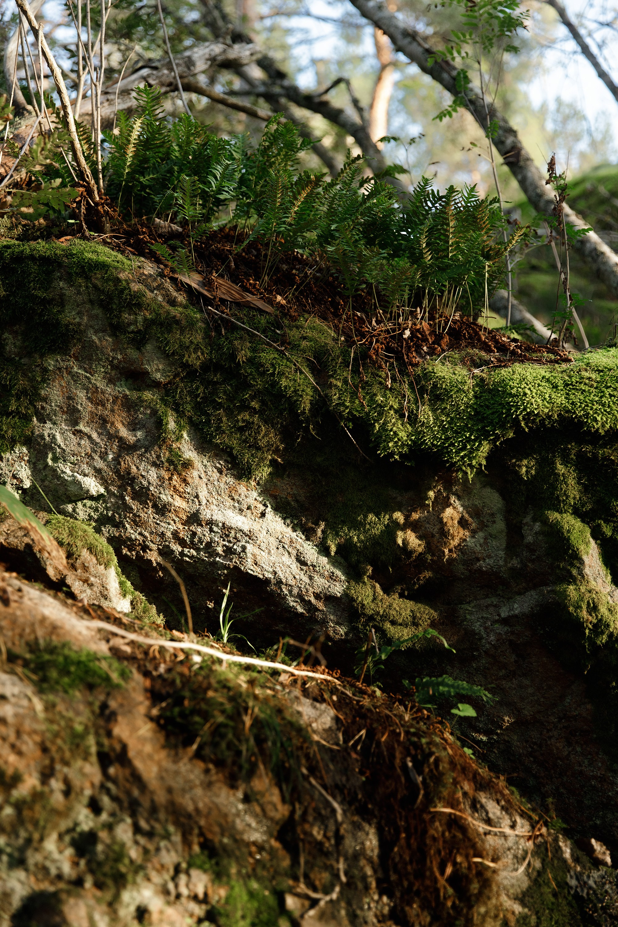 Turku. Kaja | fotograf psów we Wrocławiu