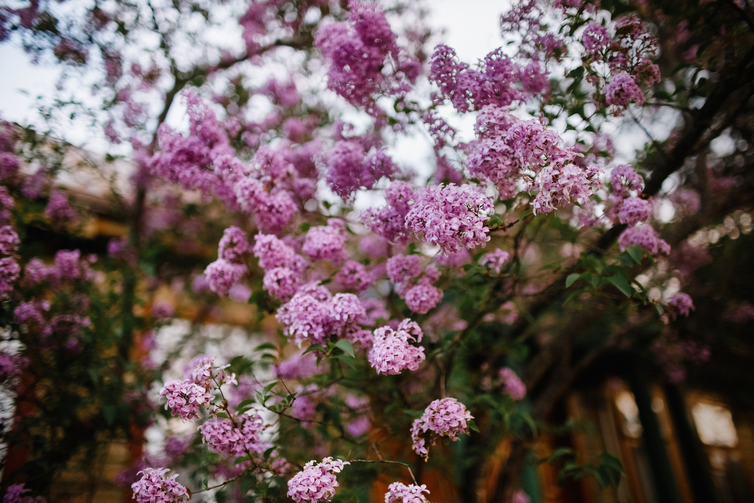 Grodno. Kaja | fotograf we Wrocławiu | ludzie i psy