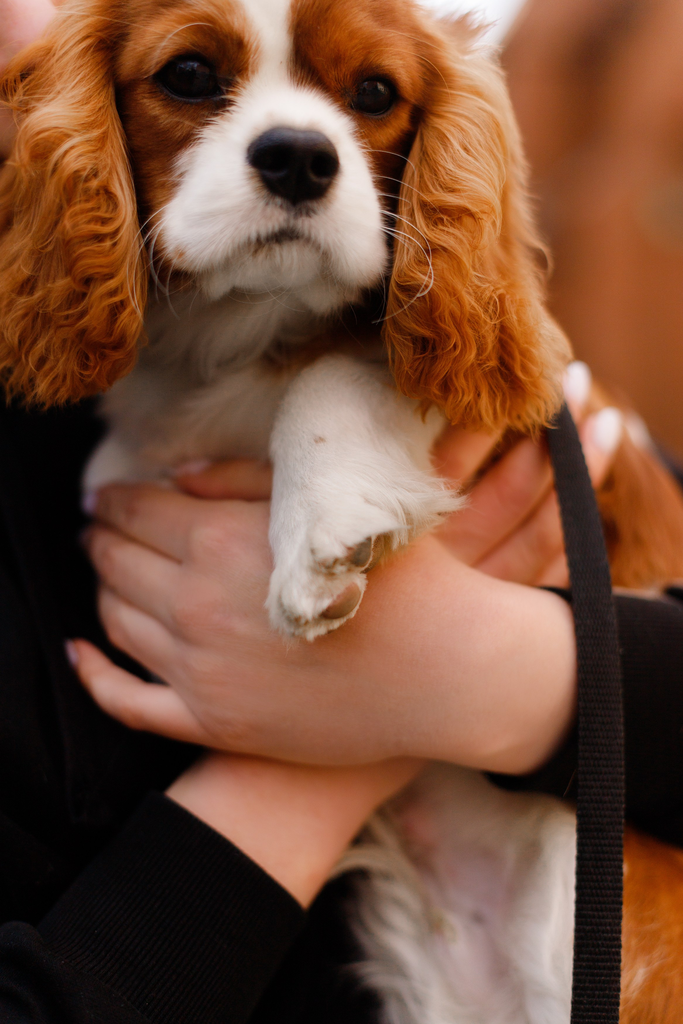 Uliana i Franklin. Kaja | fotograf we Wrocławiu | ludzie i psy