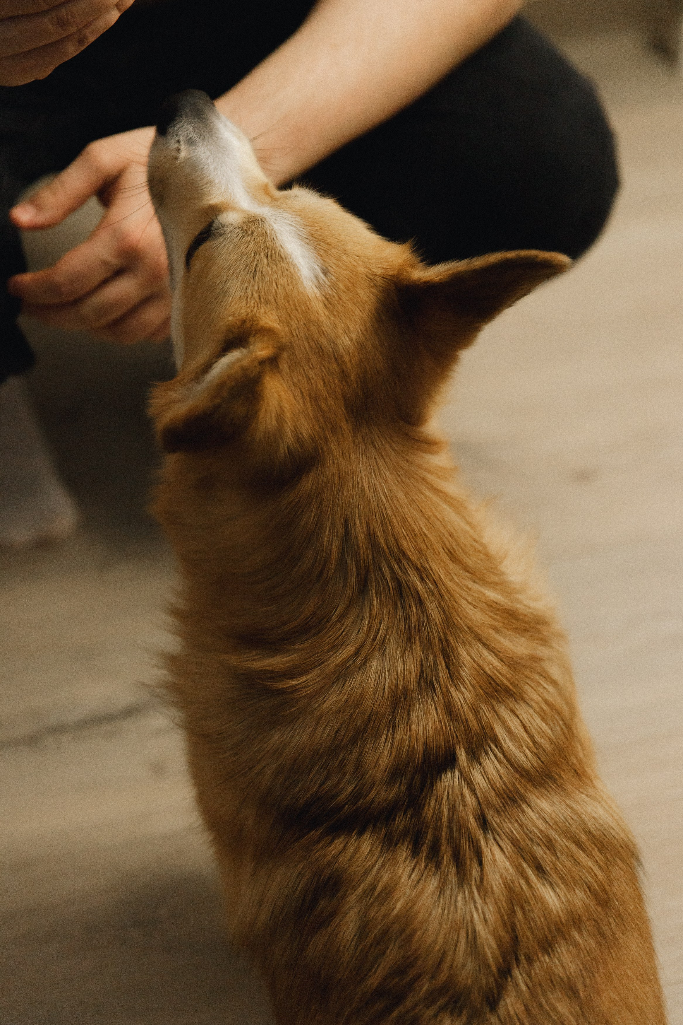 Dasha & Daisy. Kaja | fotograf psów we Wrocławiu