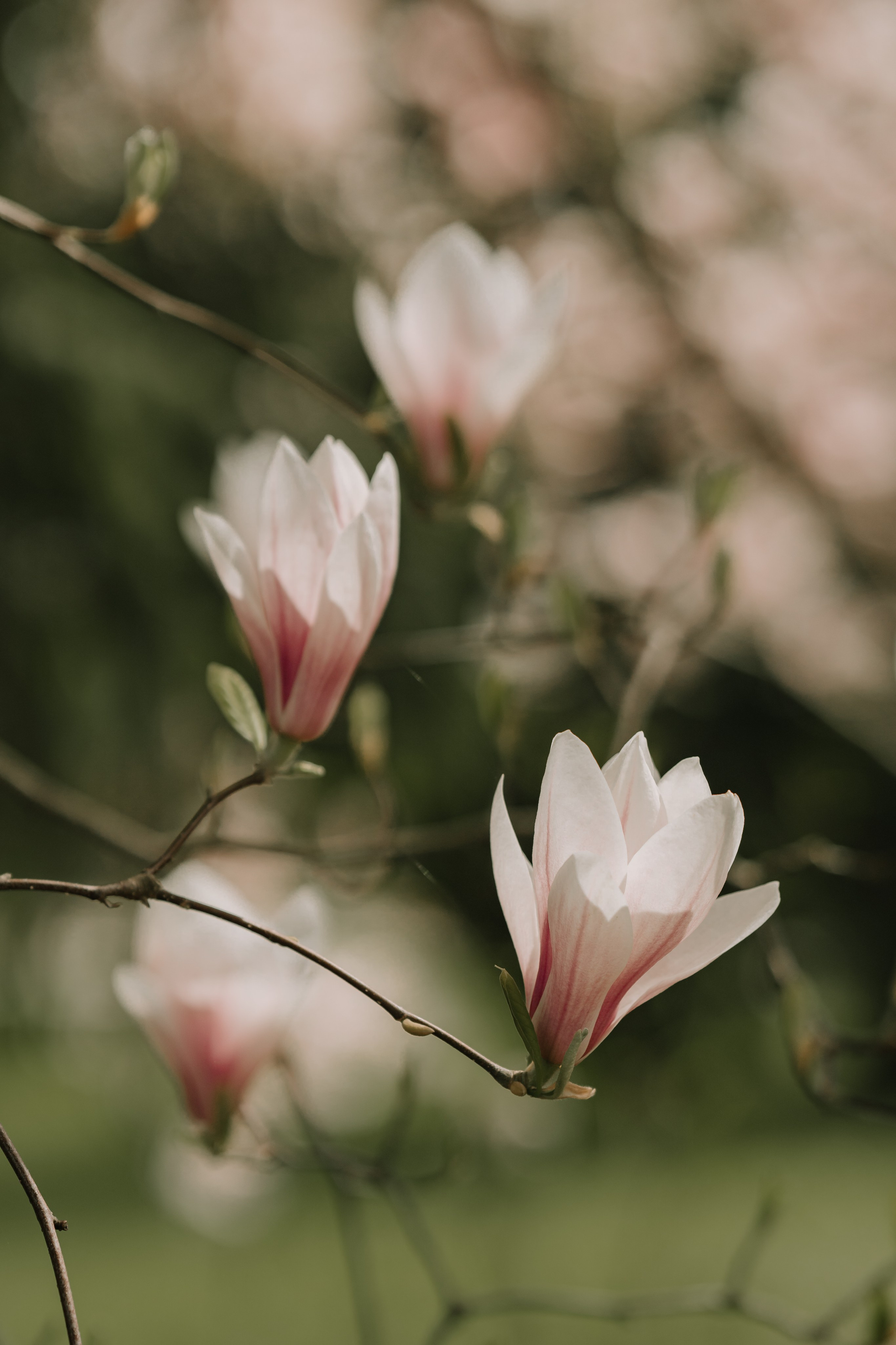 Gagan & Jasmeen. Wedding Photographer & Cinematographer studios