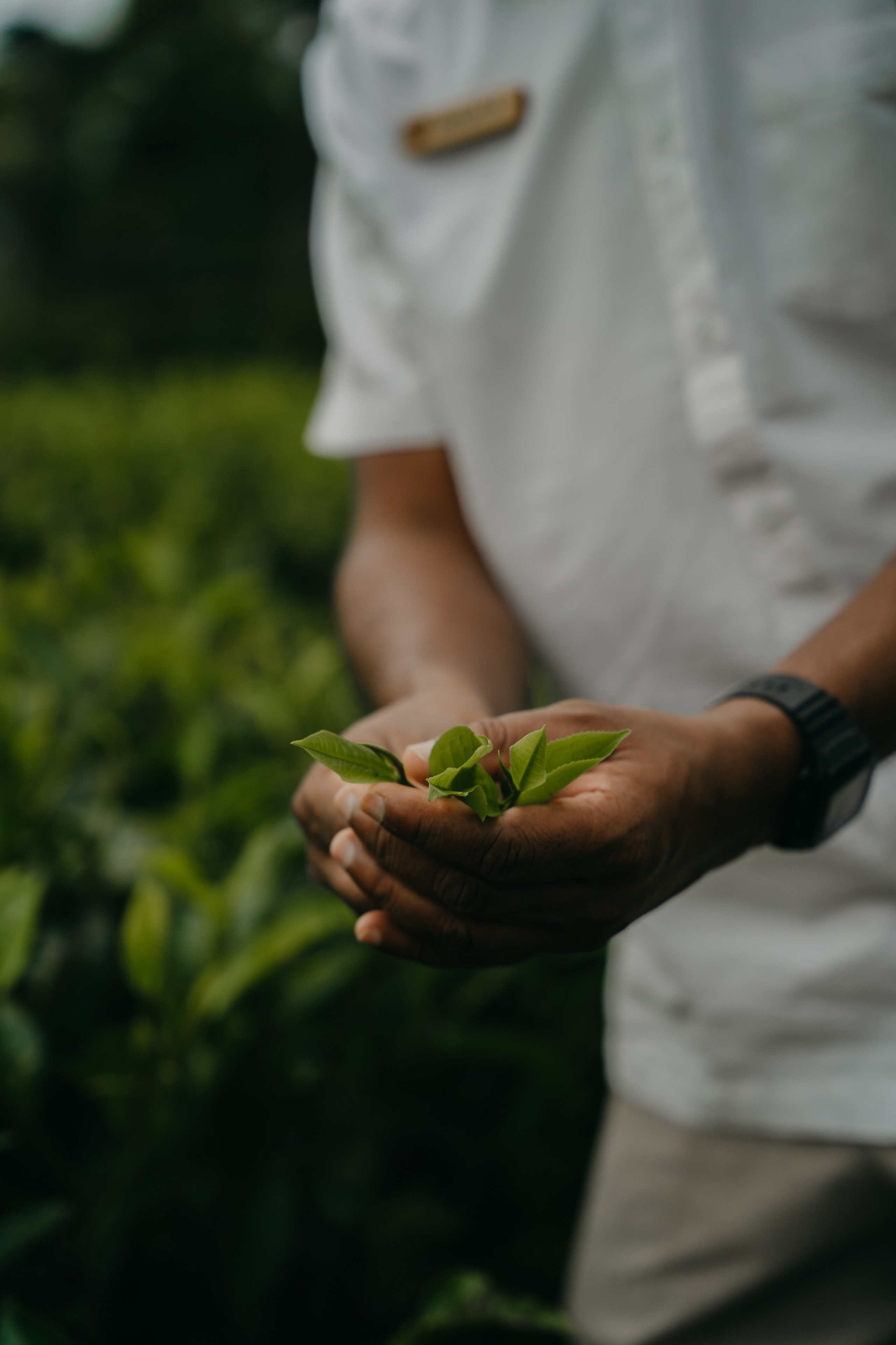 Relais & Châteaux, Tea Trails, Sri Lanka. Editorial photographer Yuliya Drazdovich