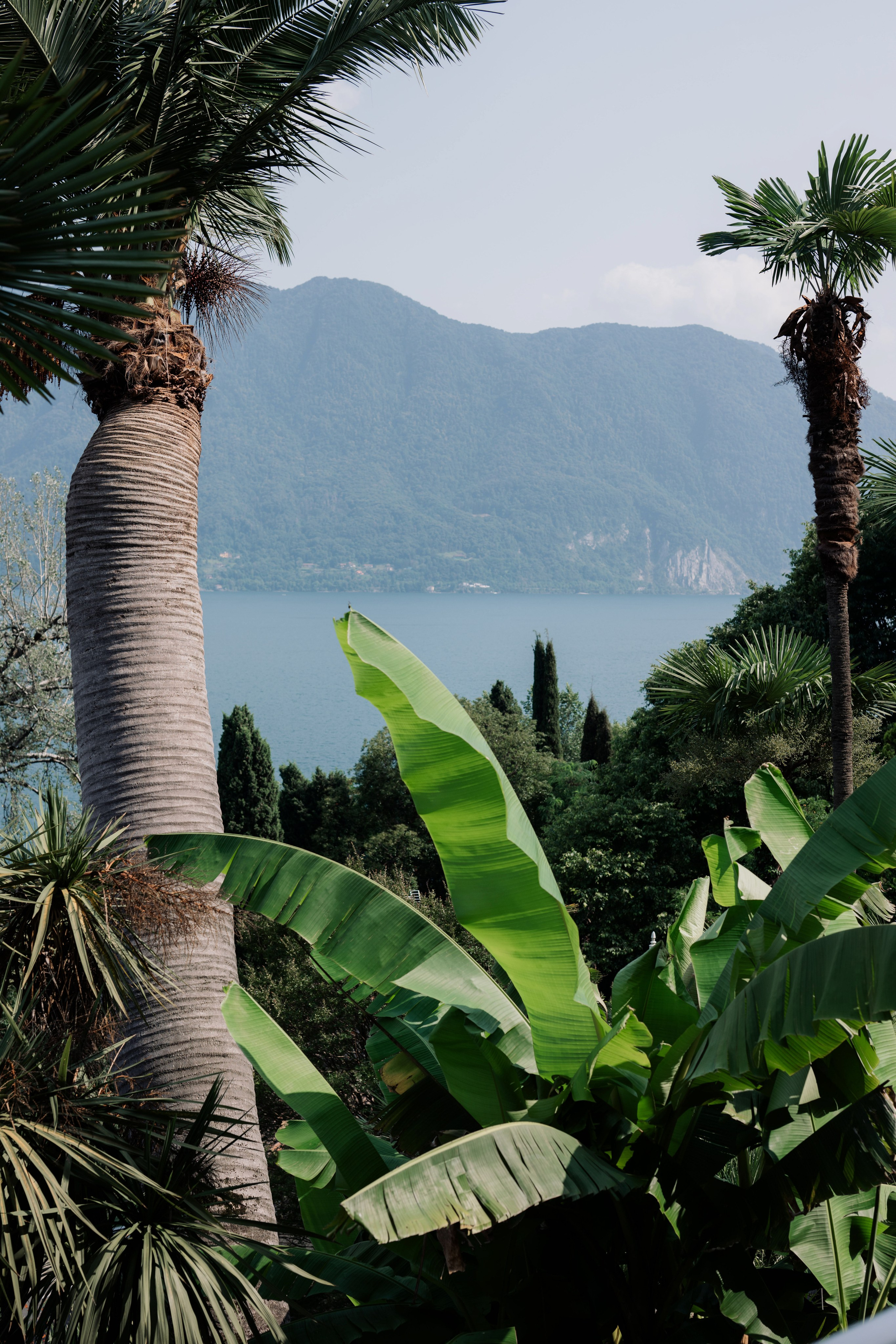 a view of a lake and mountains from a tree